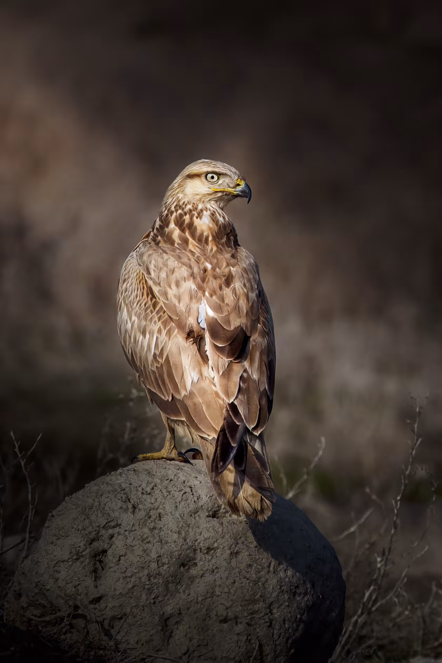 Long-legged Buzzard