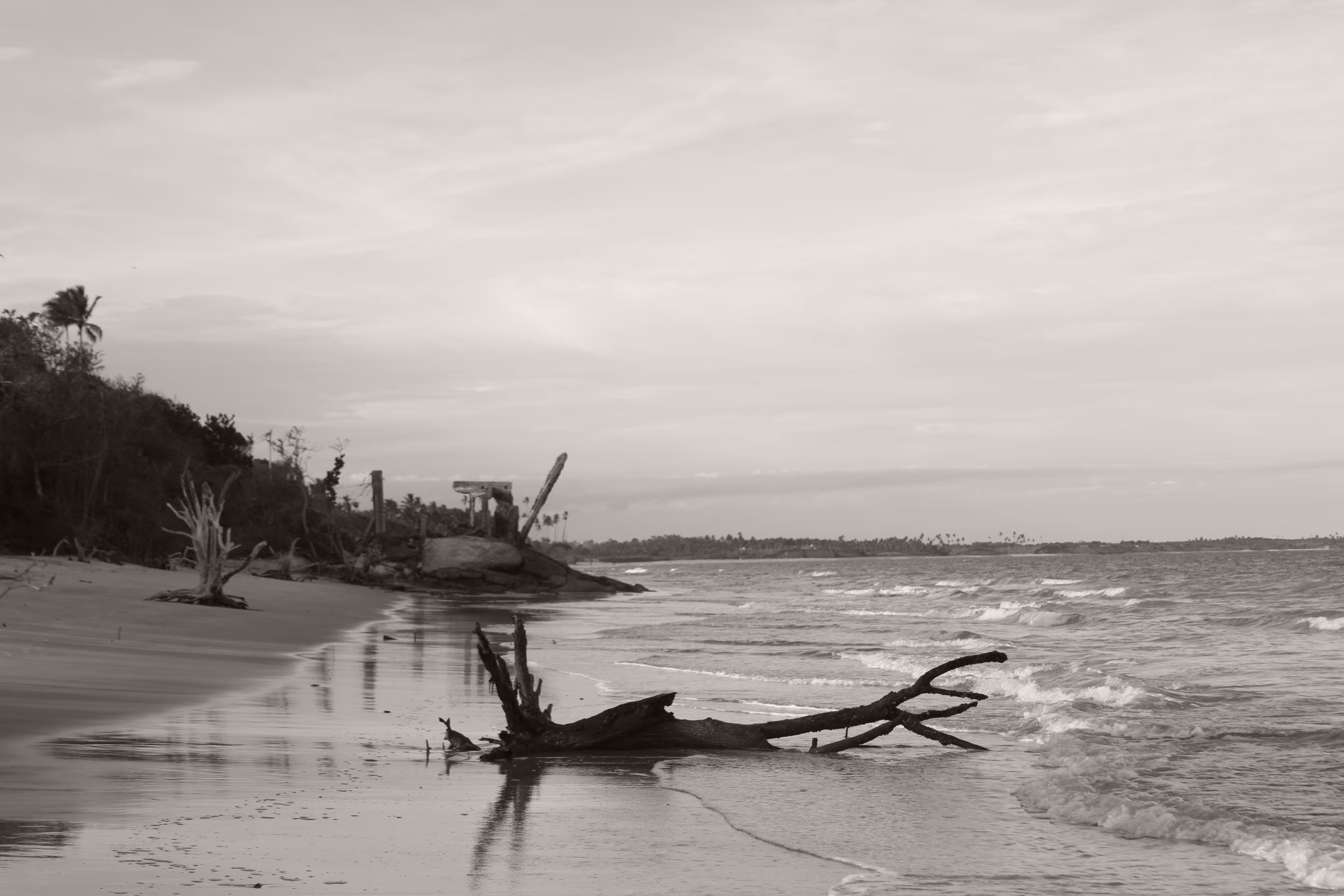memory of the trees 6 