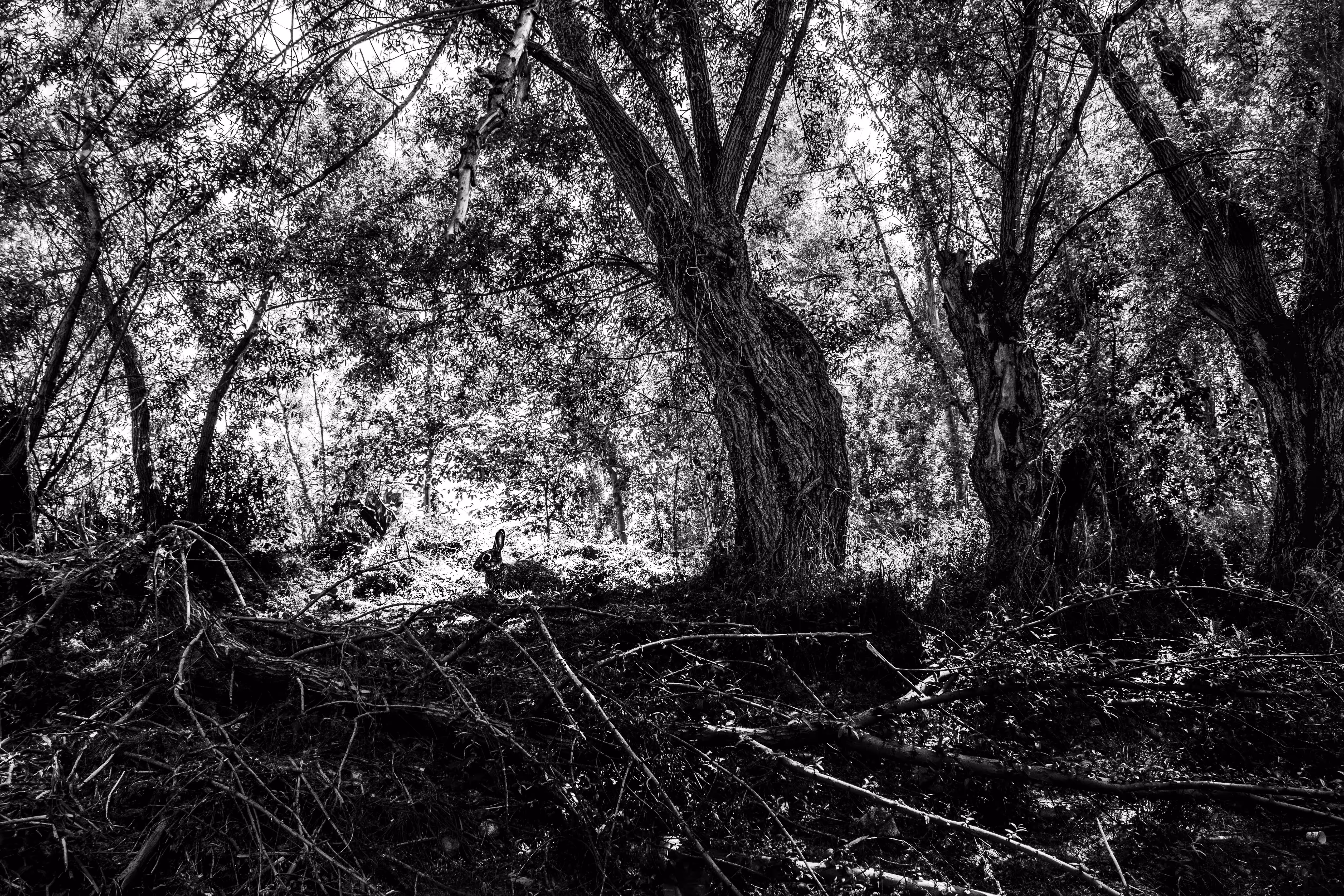 Enchanted Forest