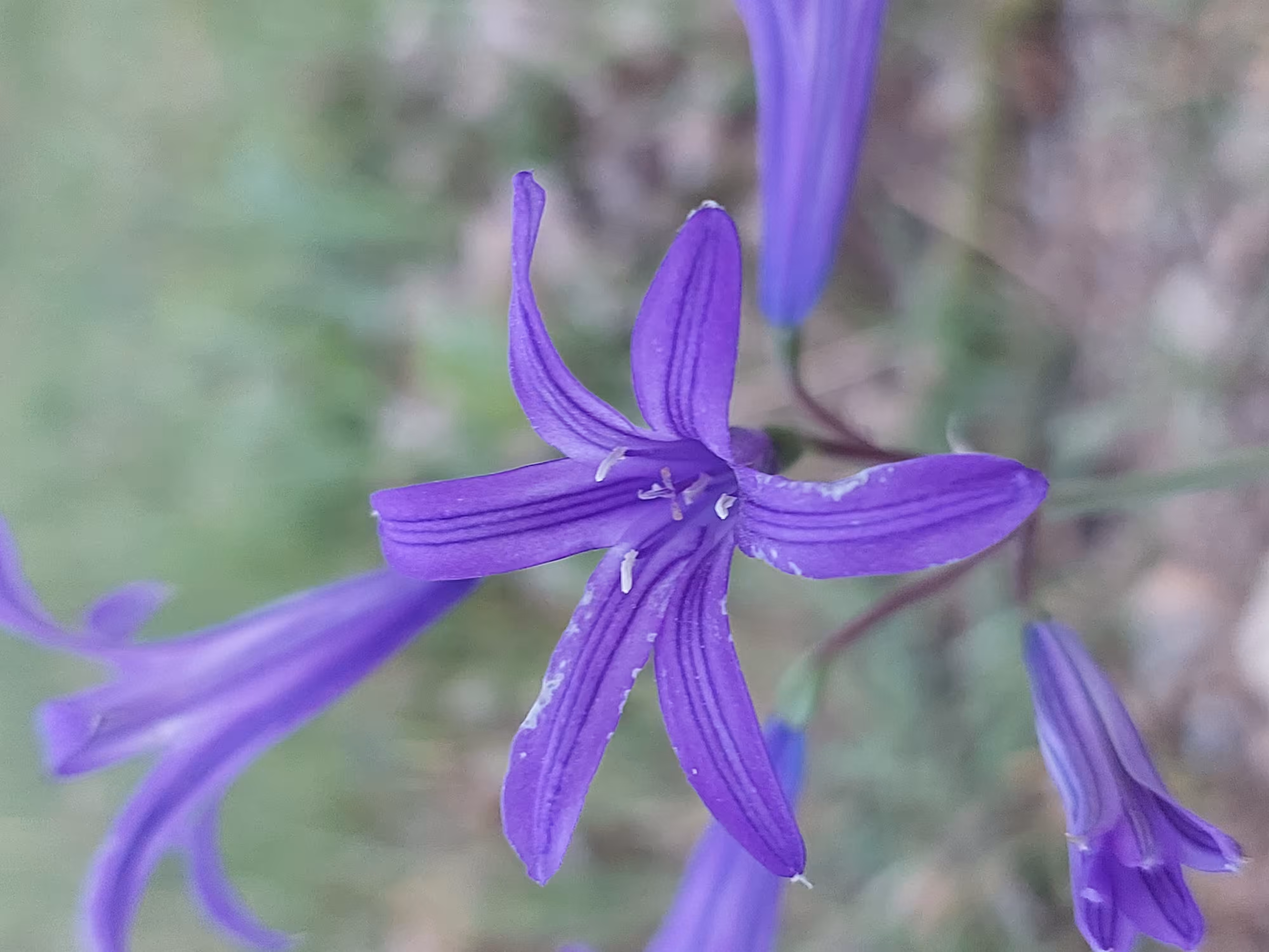 flower of hope  #02