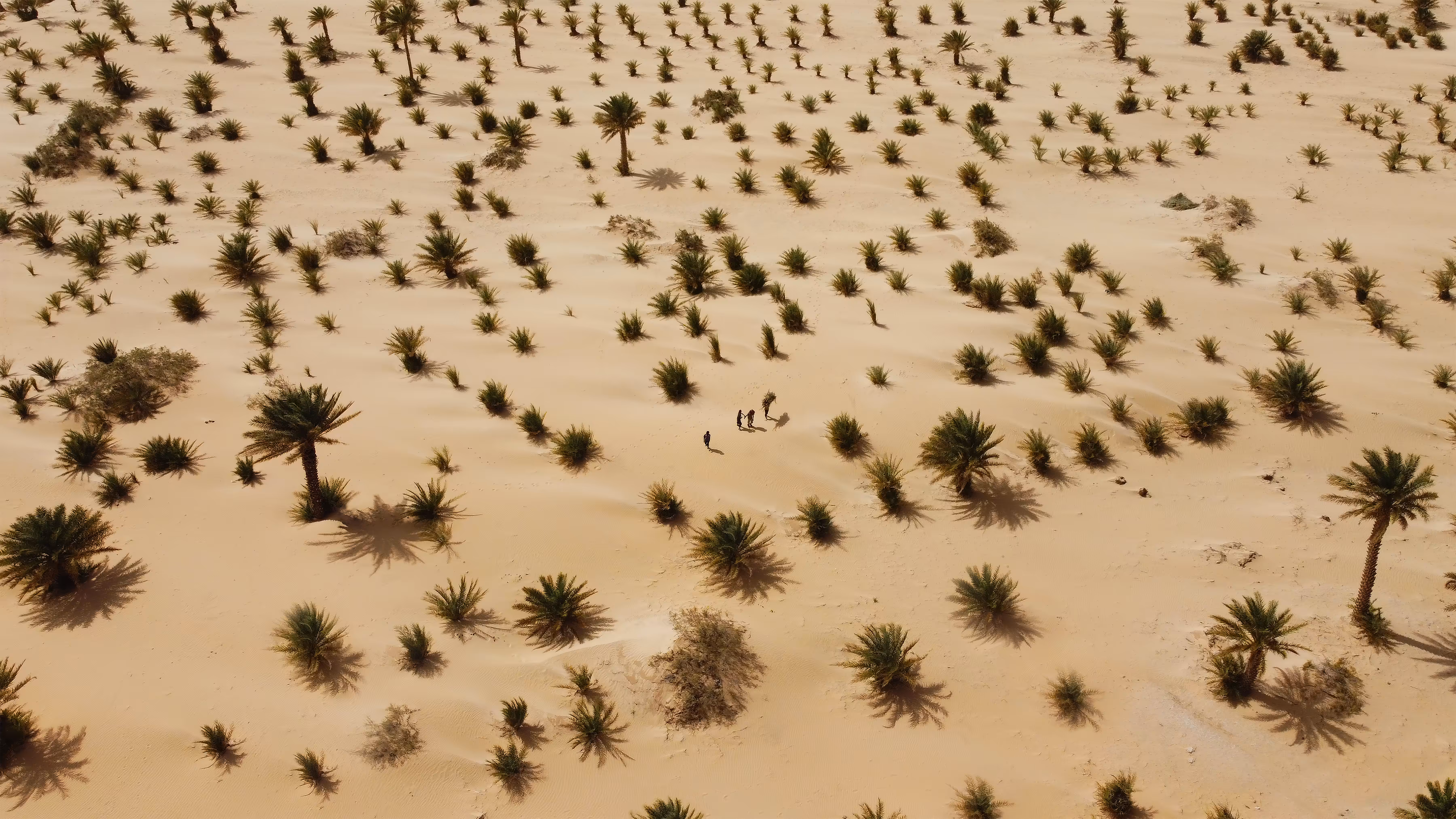 The Palm Boys