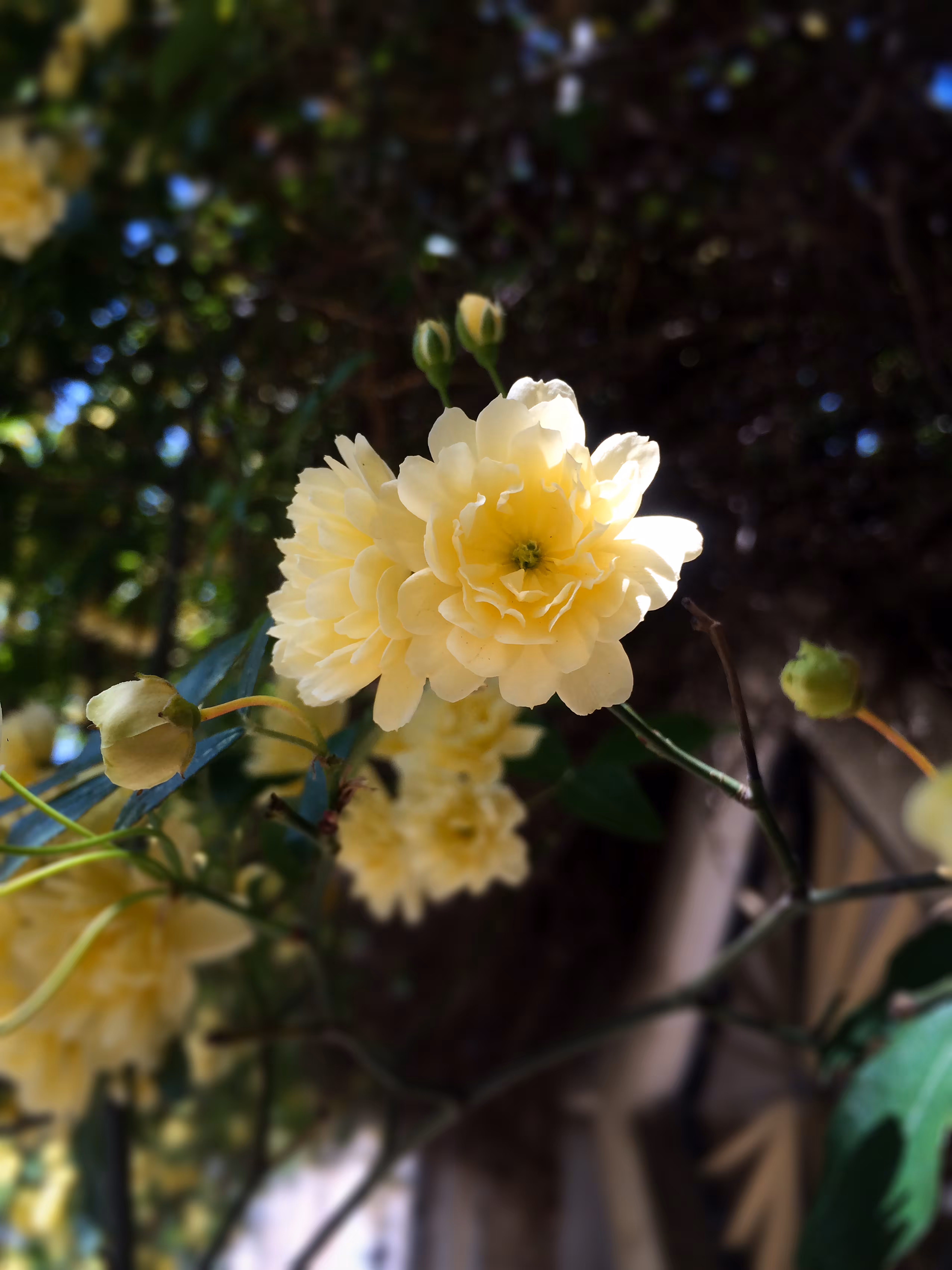 Merrylands.Photography: Merry-Photo 03