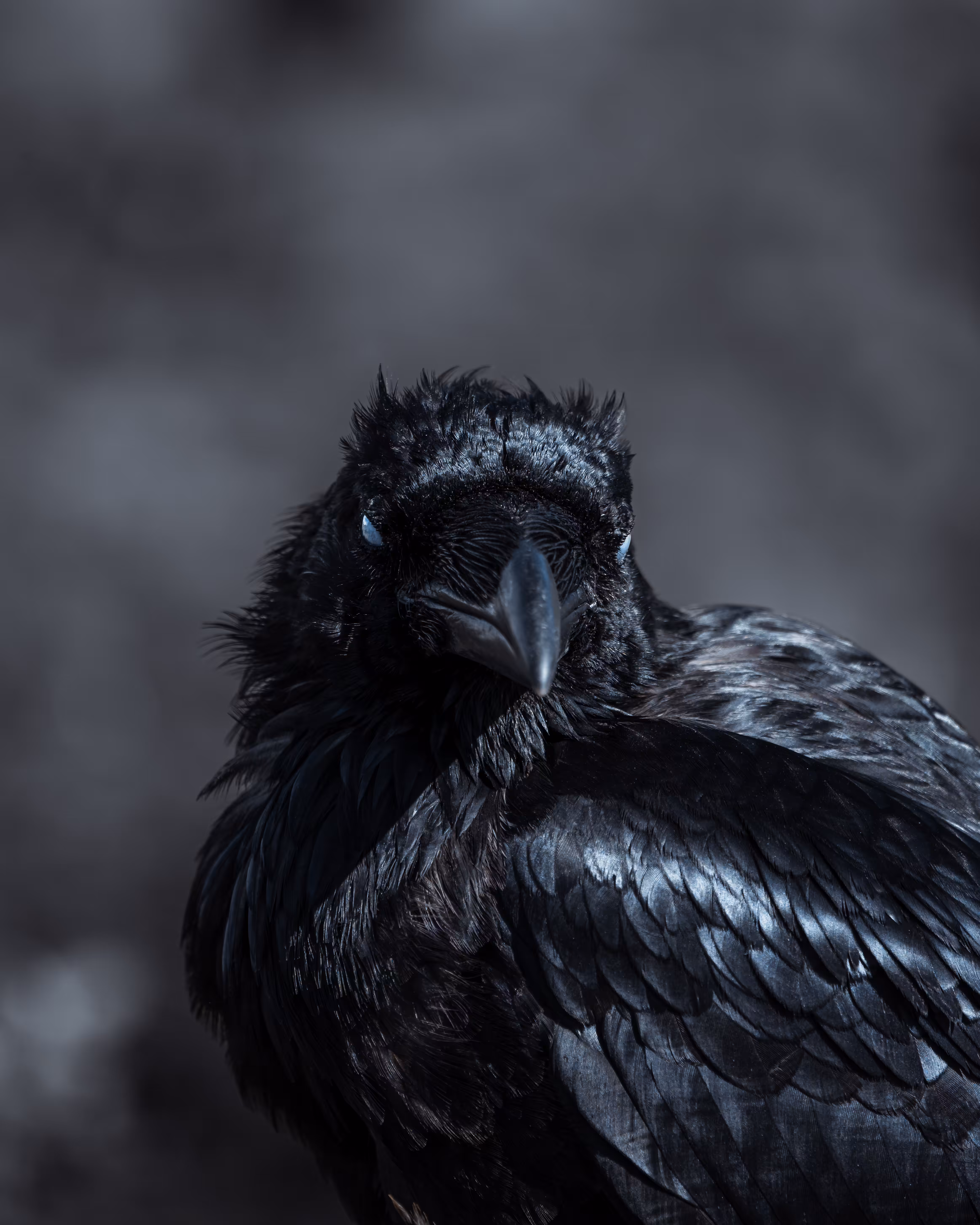 The Guardian I