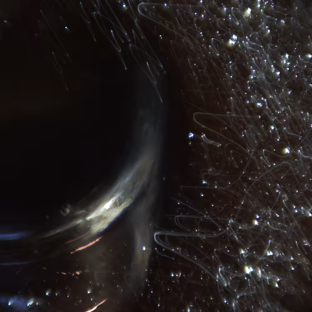 tencu_abstract_1115