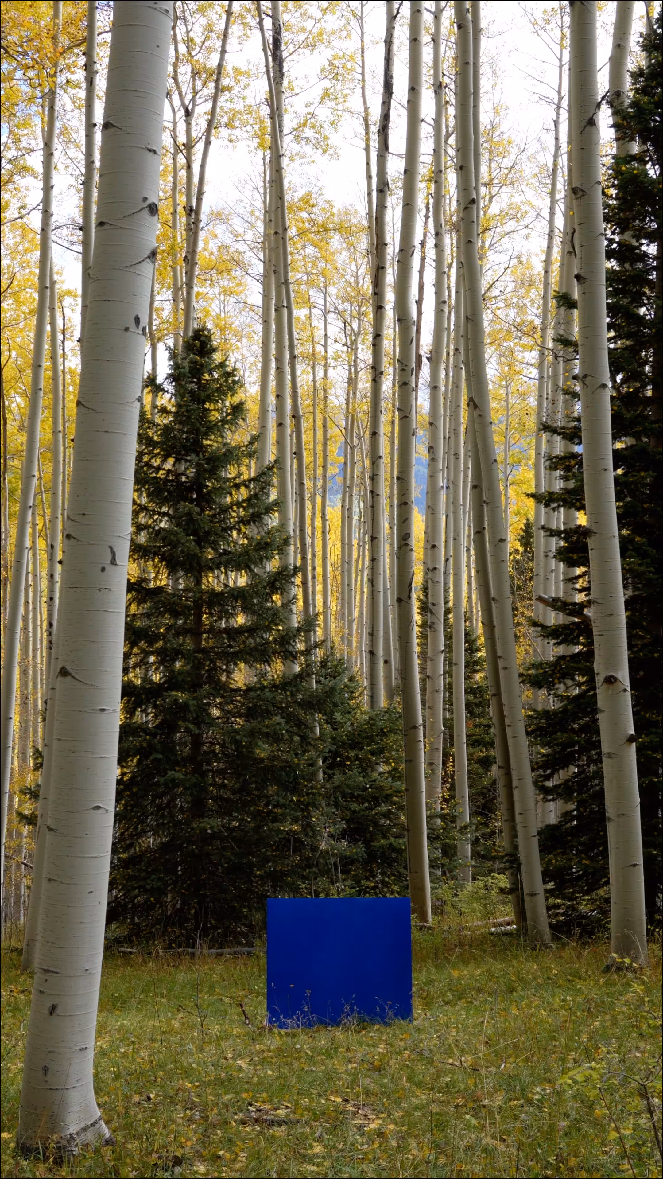 The Portals: Kinesis – Falling Aspen, 10.03.2021, San Miguel County, CO