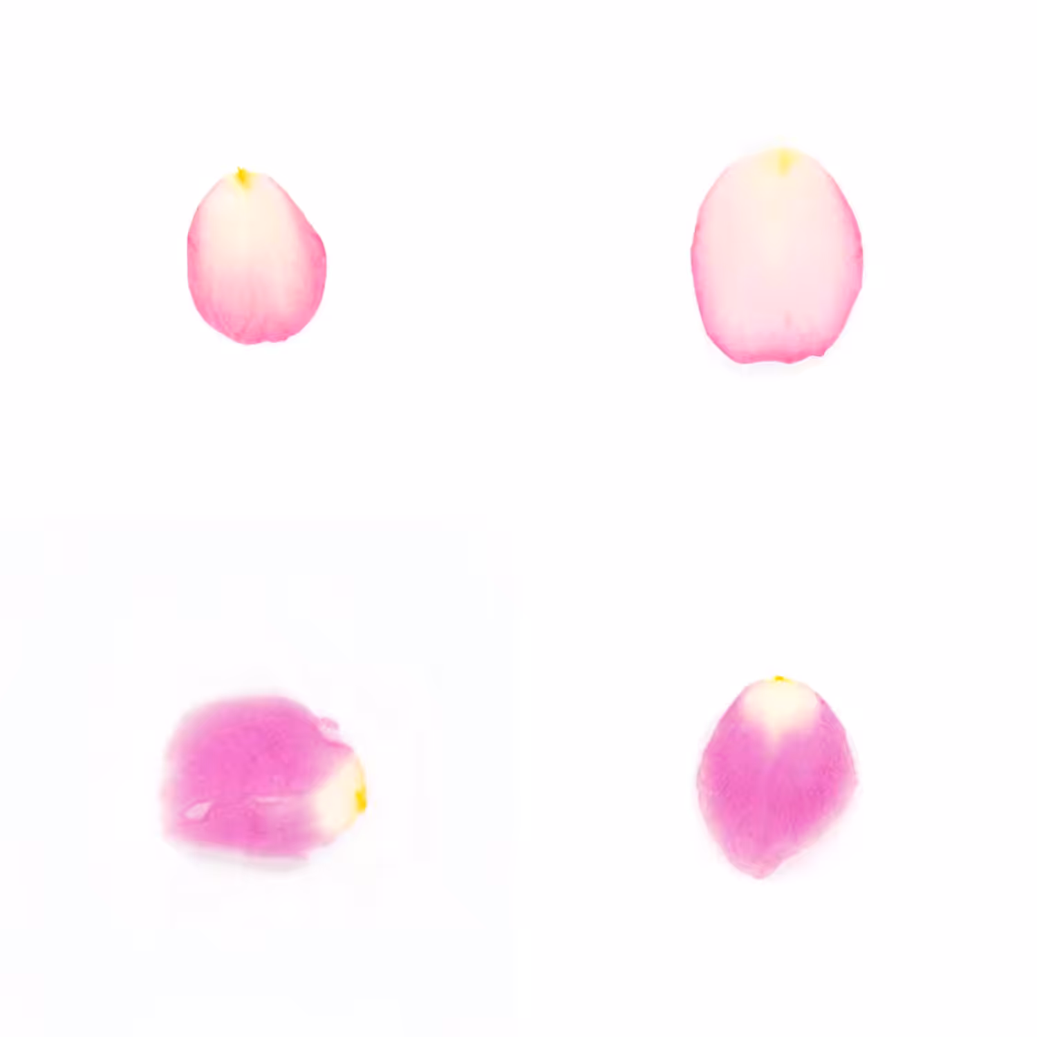 Infinite Petals 2x2#20173
