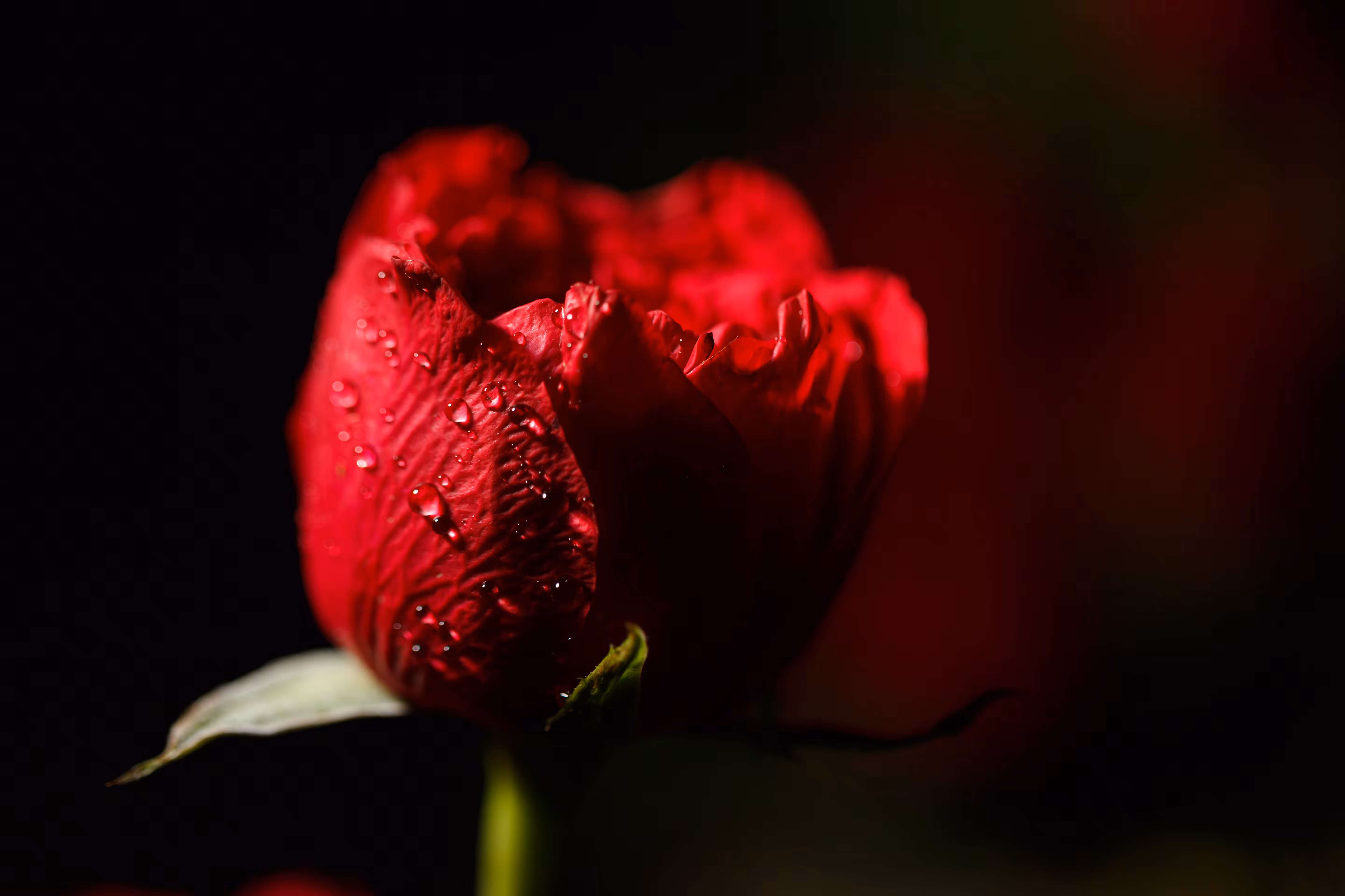 Flora 23