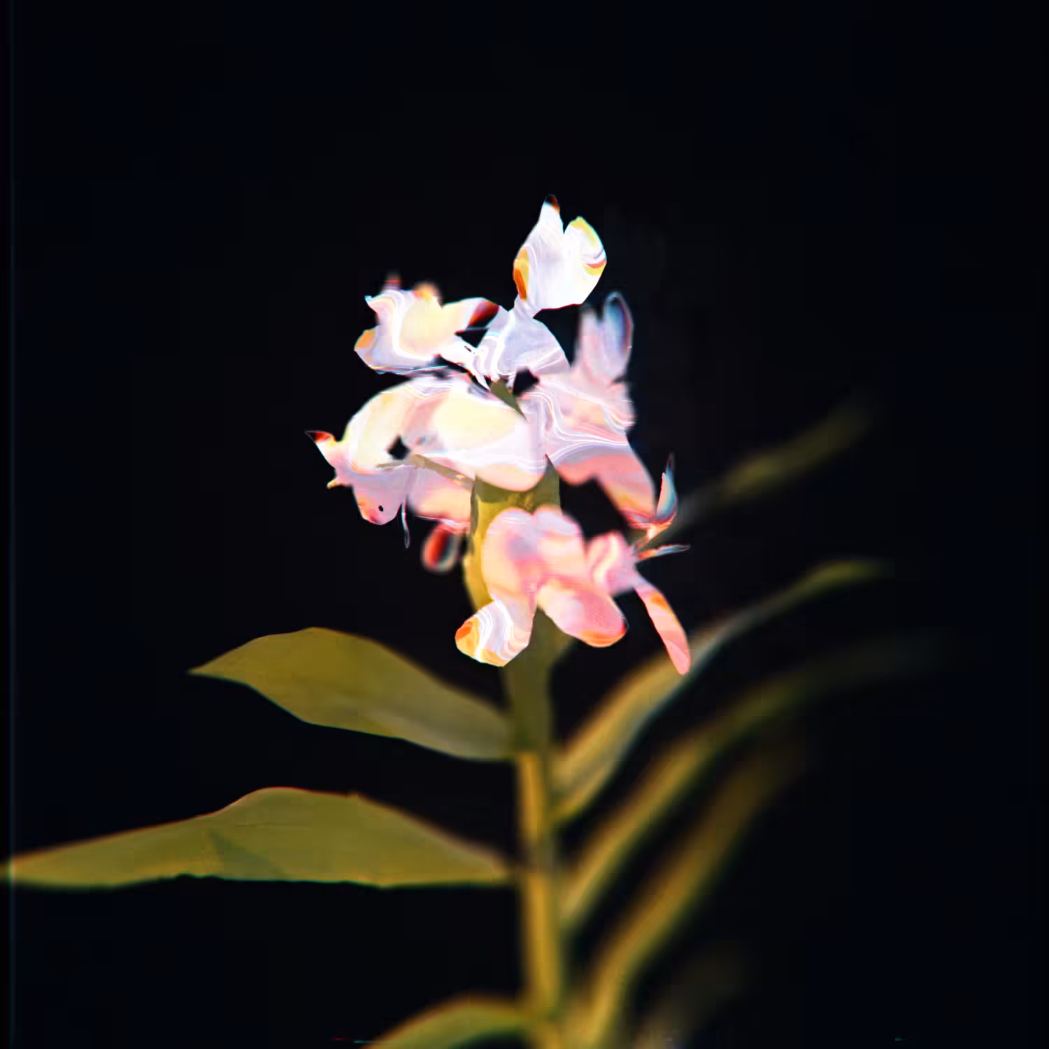 The Pure Lily