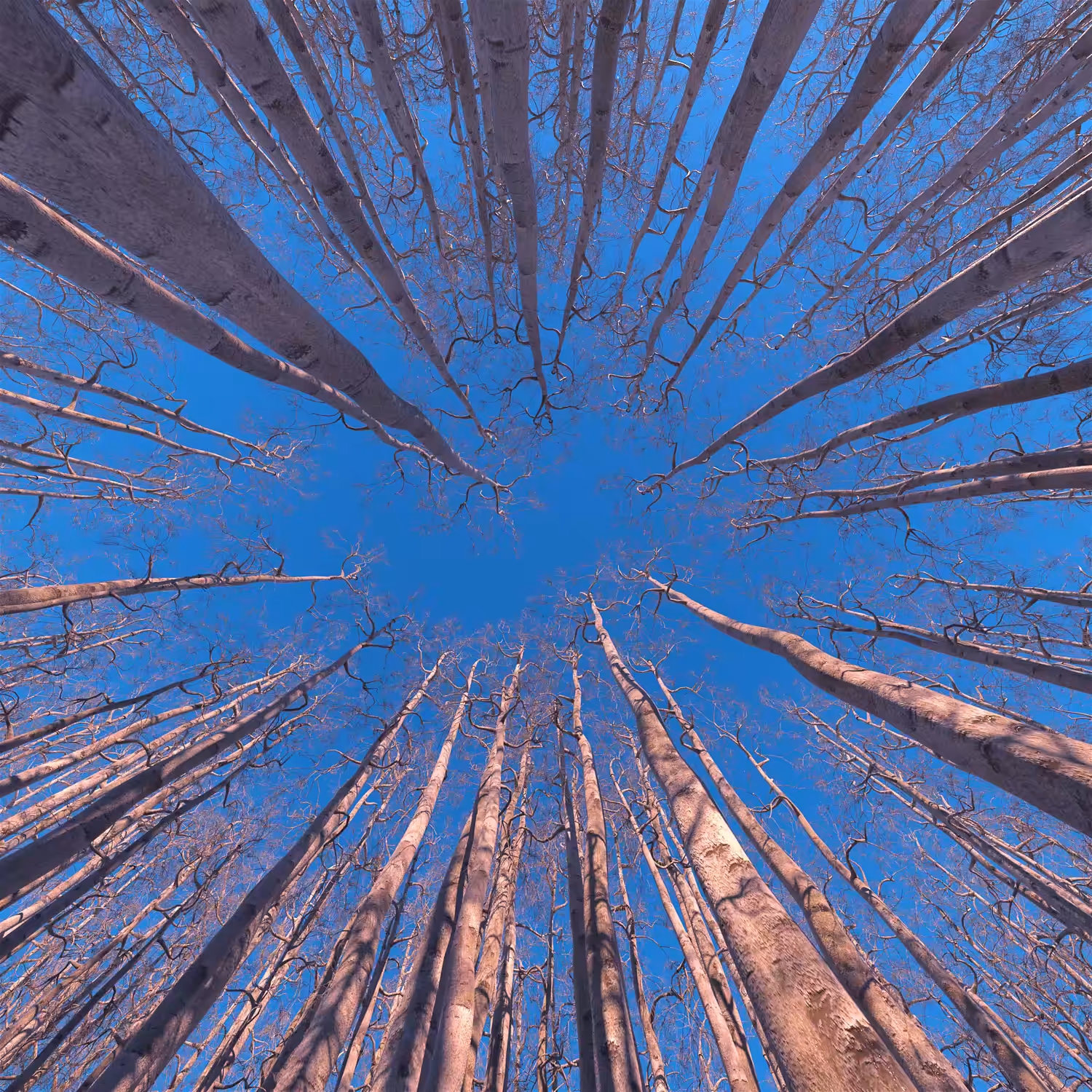 Towering Timbers