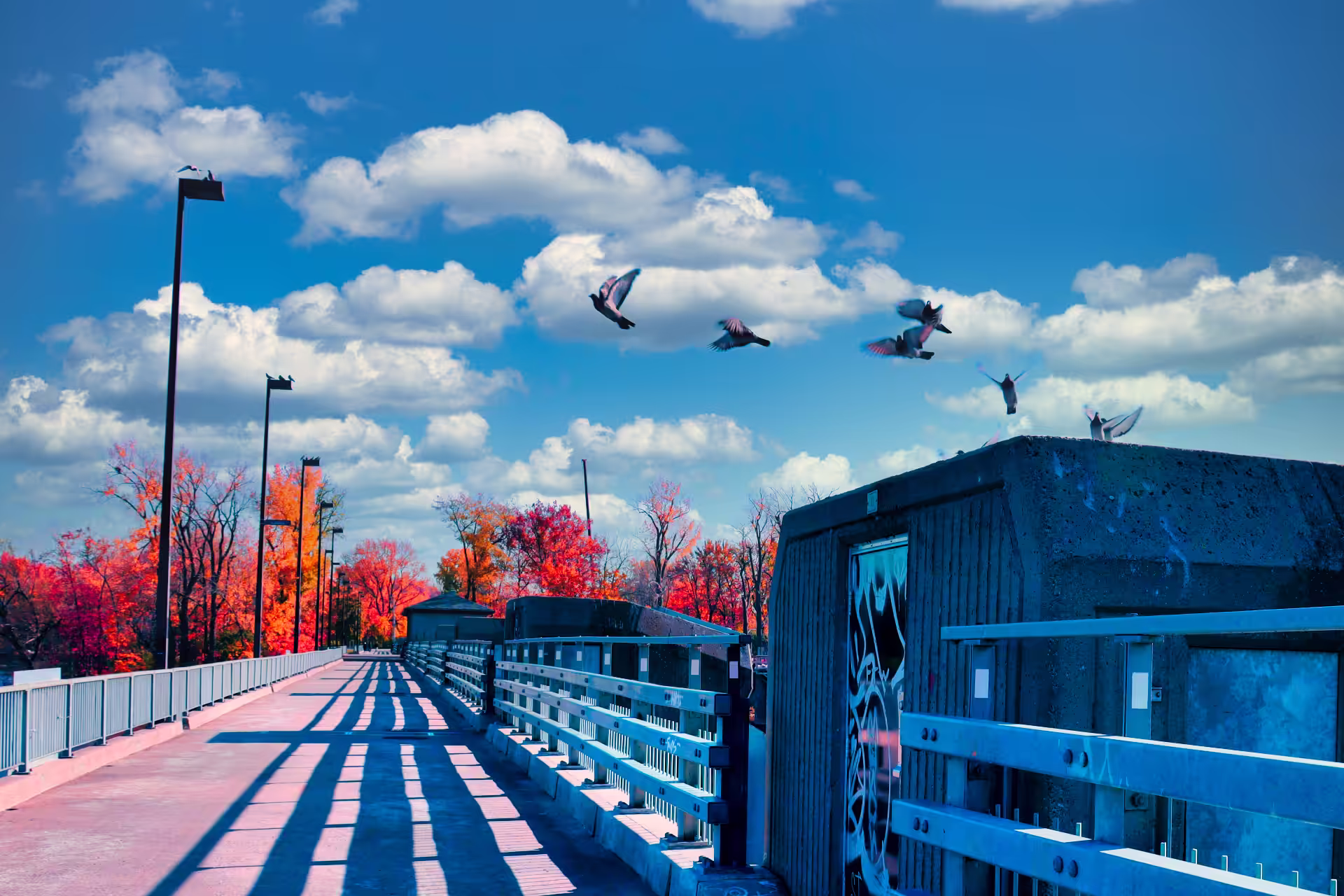 Peace Birds