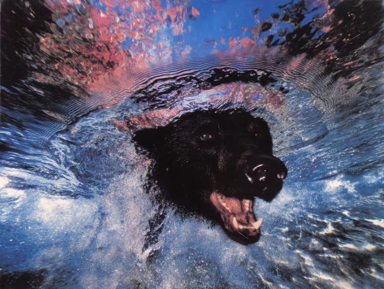 Bears, #42