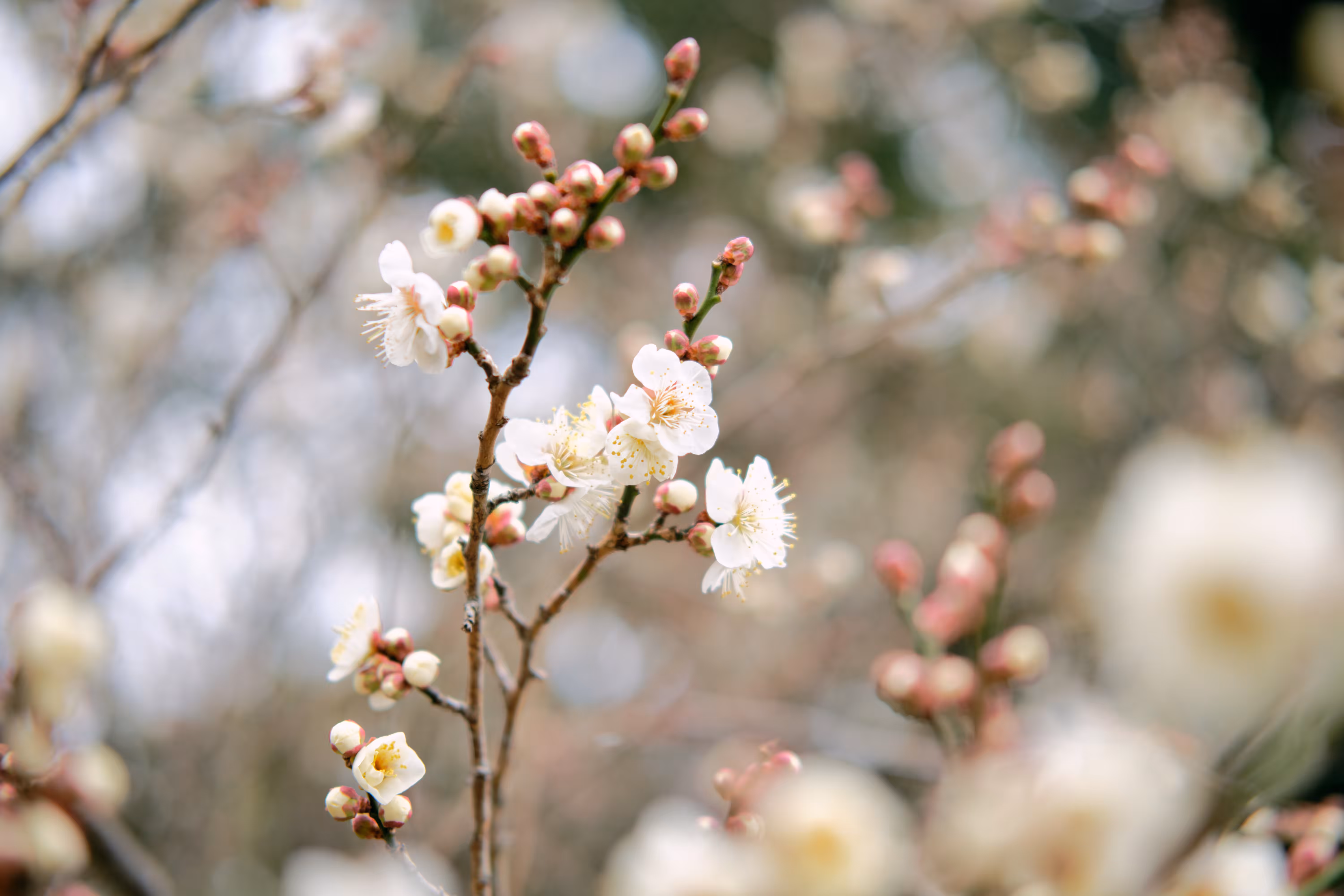 Spring has come