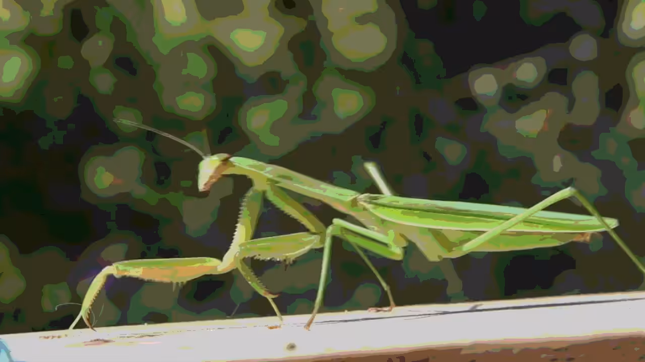 the mantis
