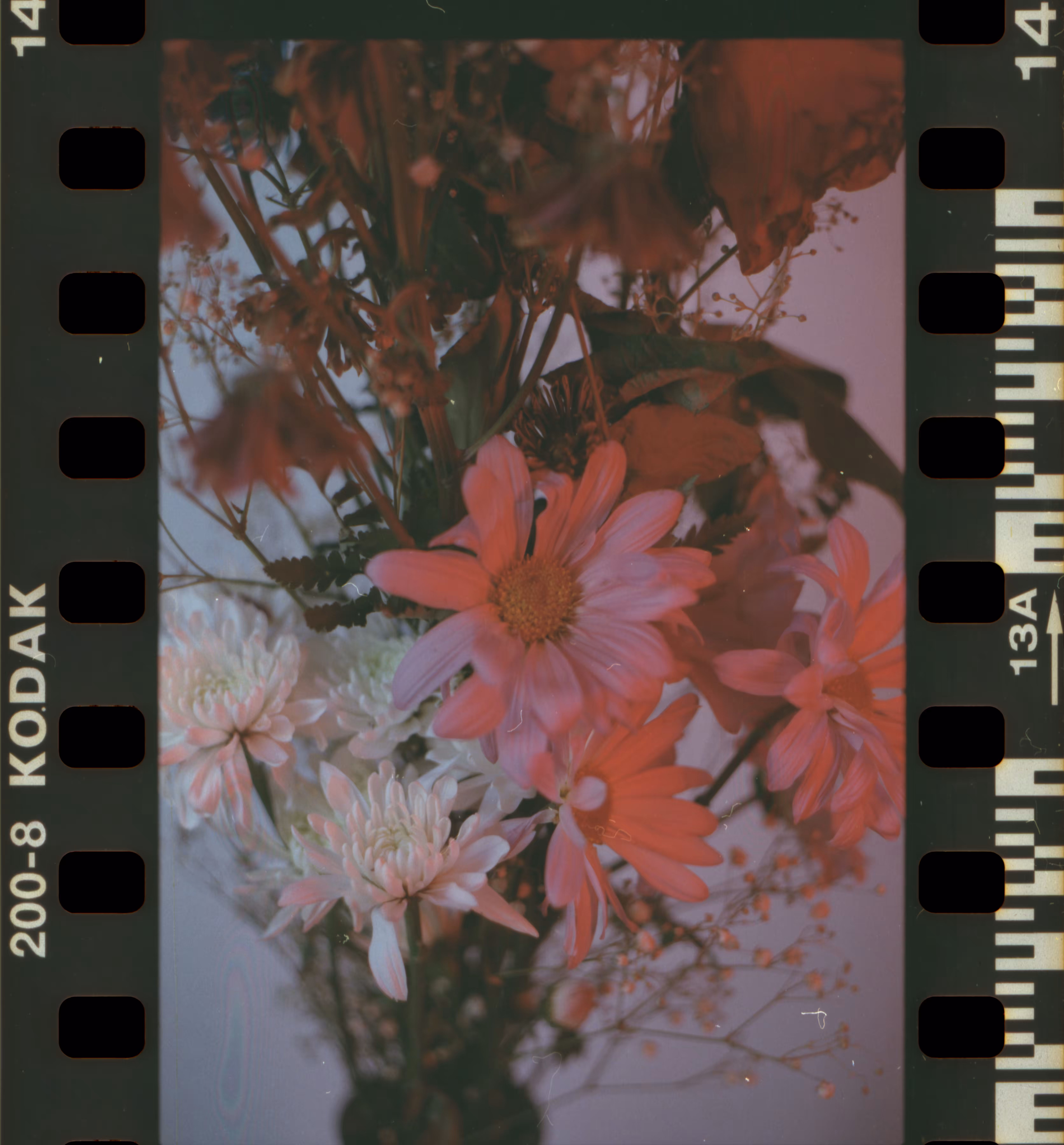 Color + Frame 14