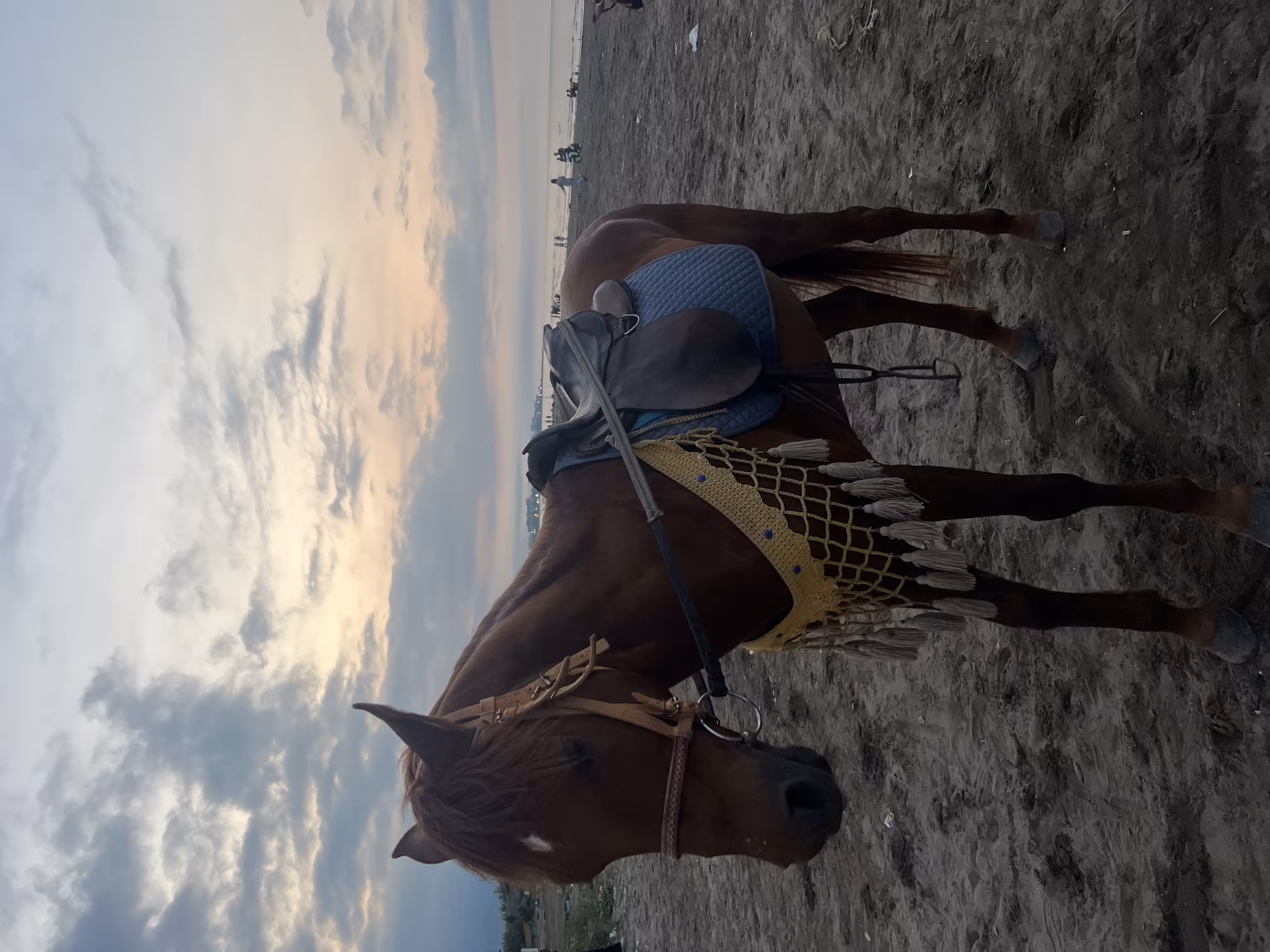 Brown horse