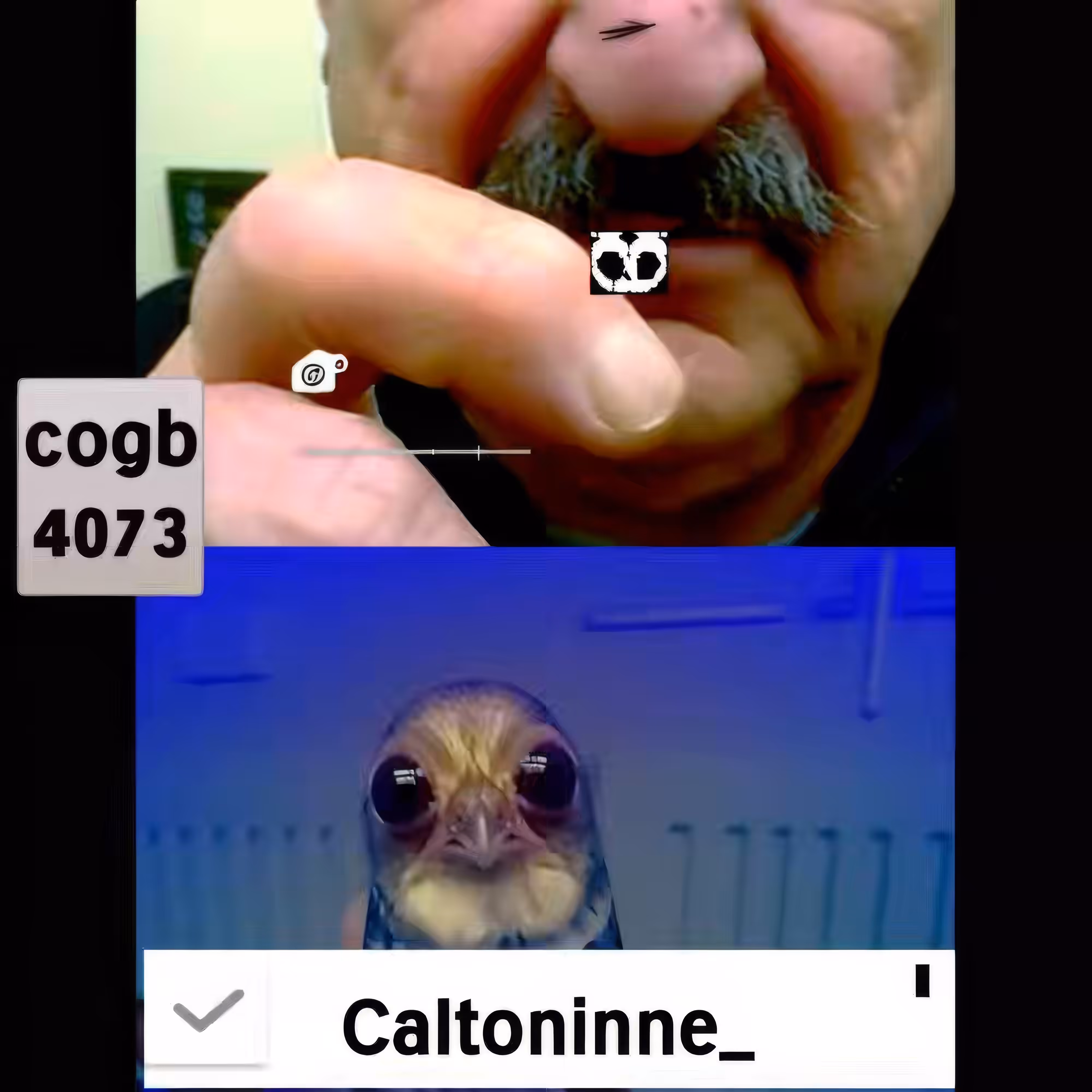 BAD JPEGs: FaceTime-Bird