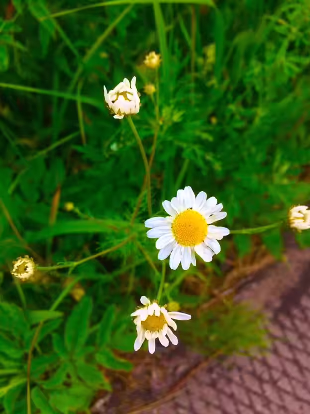 Chamomile/Ромашка
