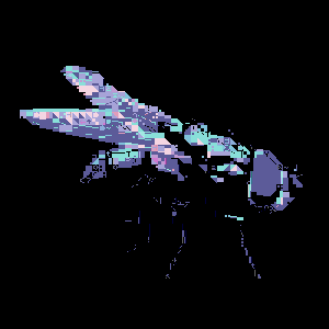 Fly