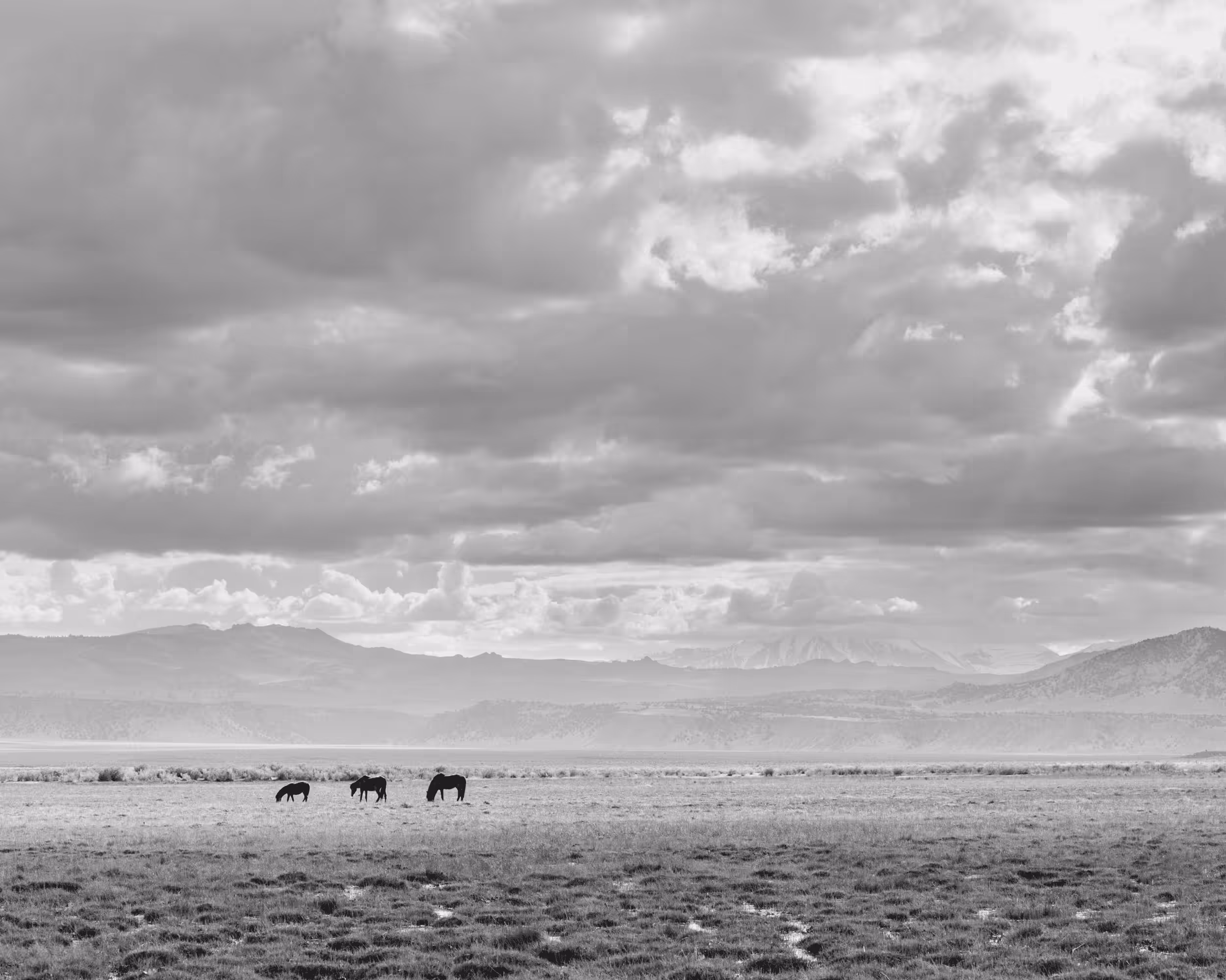 Wild Mustangs: Three Mustangs