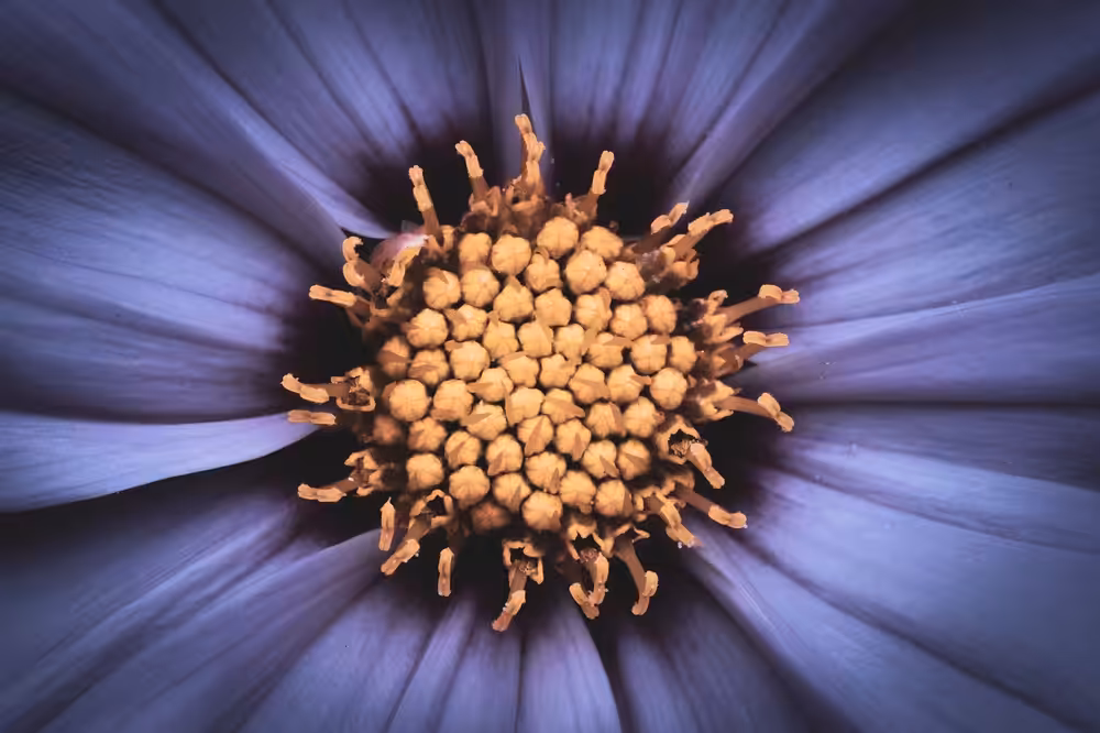 Patterns in the petals