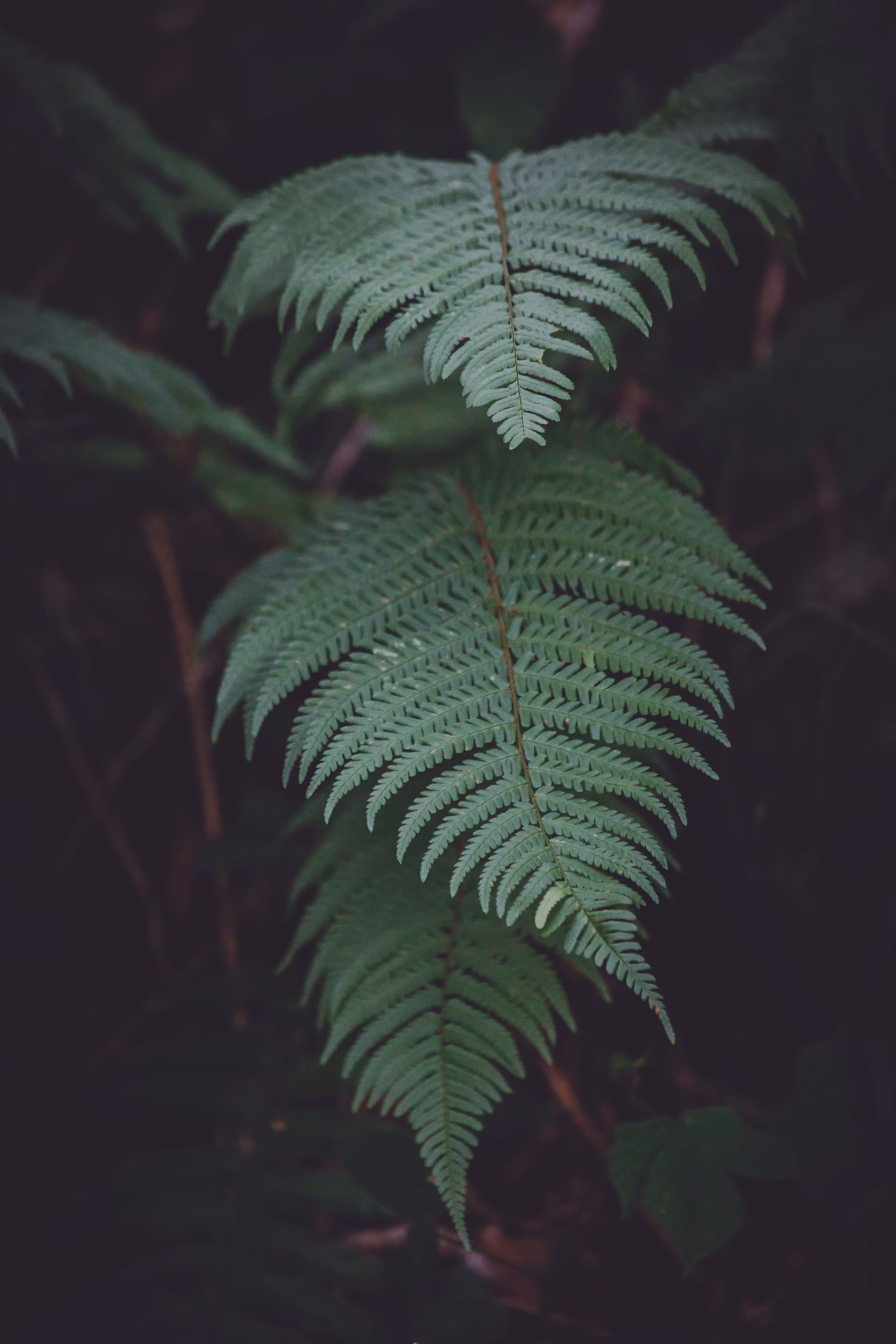 Rooted in Shade