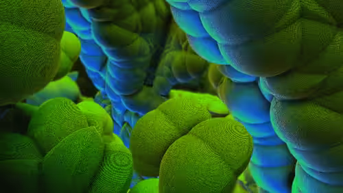 Limoncillo Fig. 2