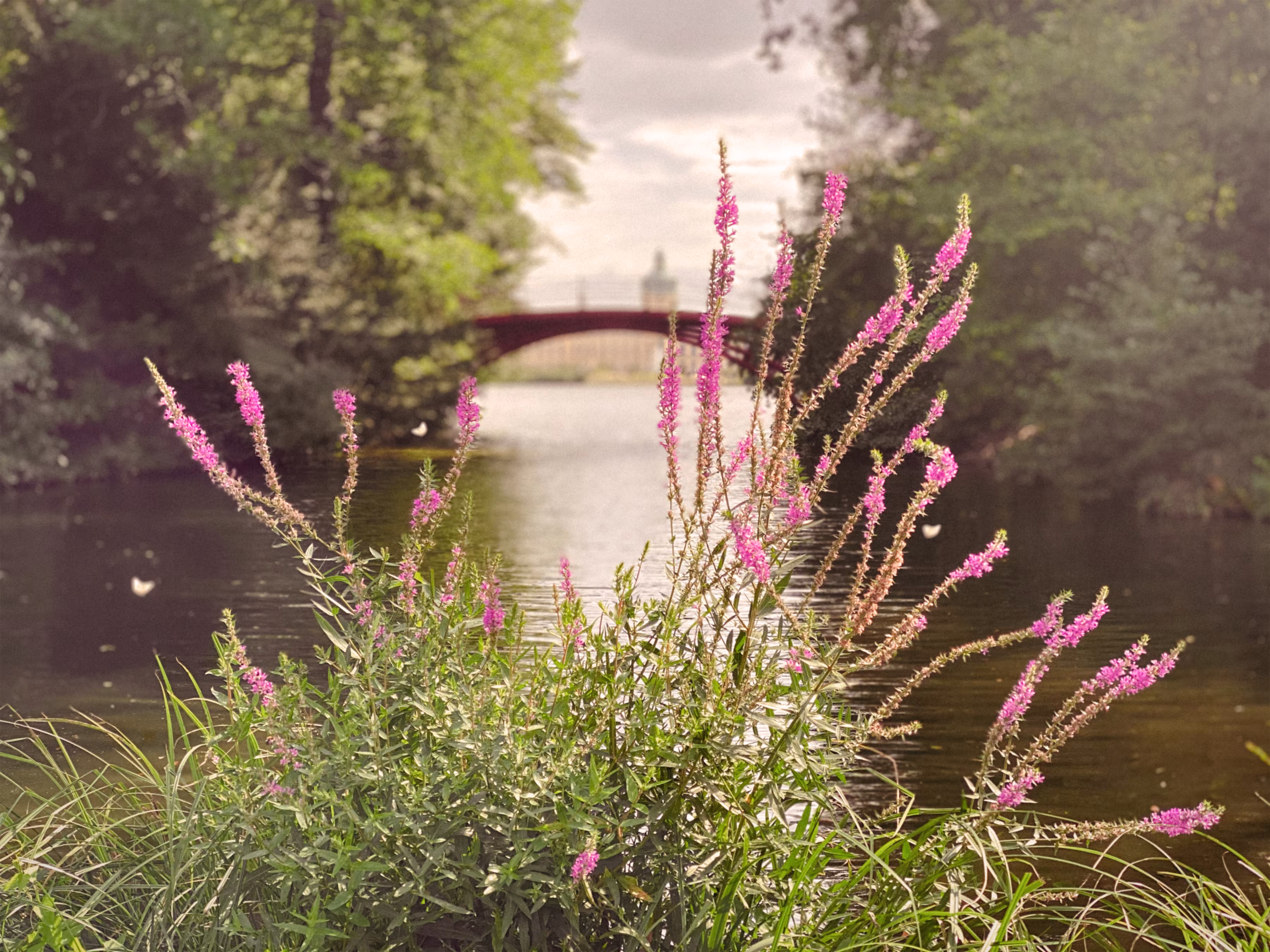 Summer Bridge