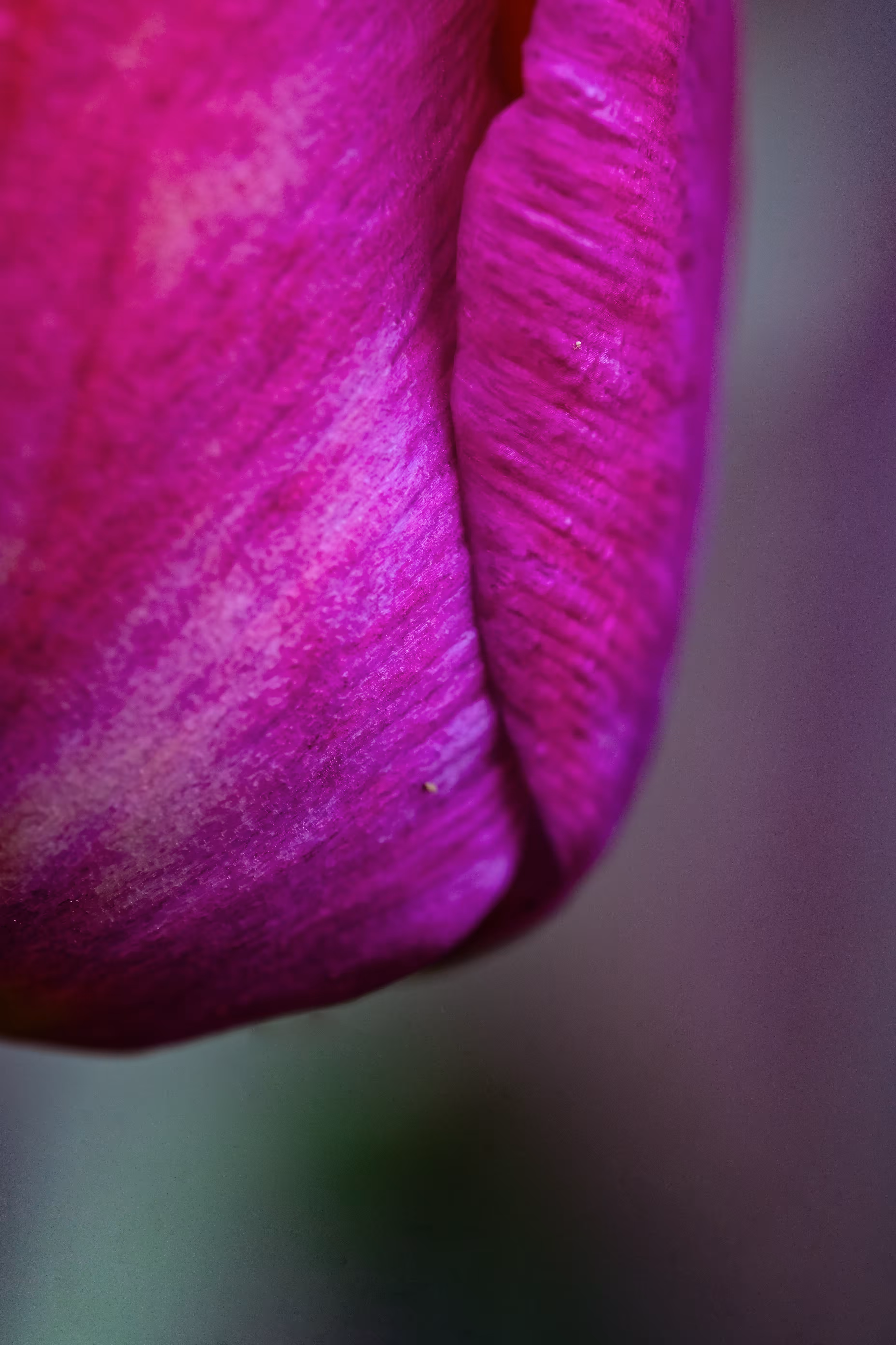 Purple Lady