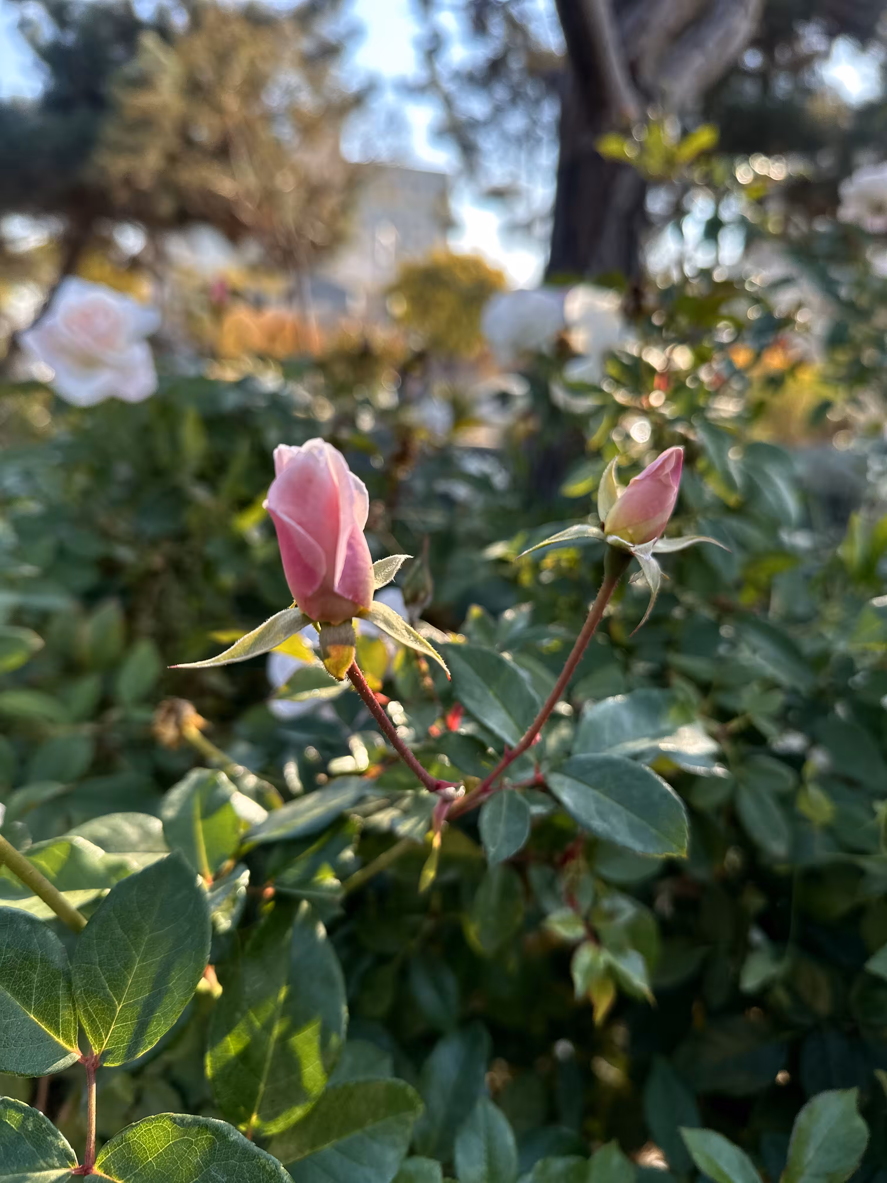 Merry-Photo 40