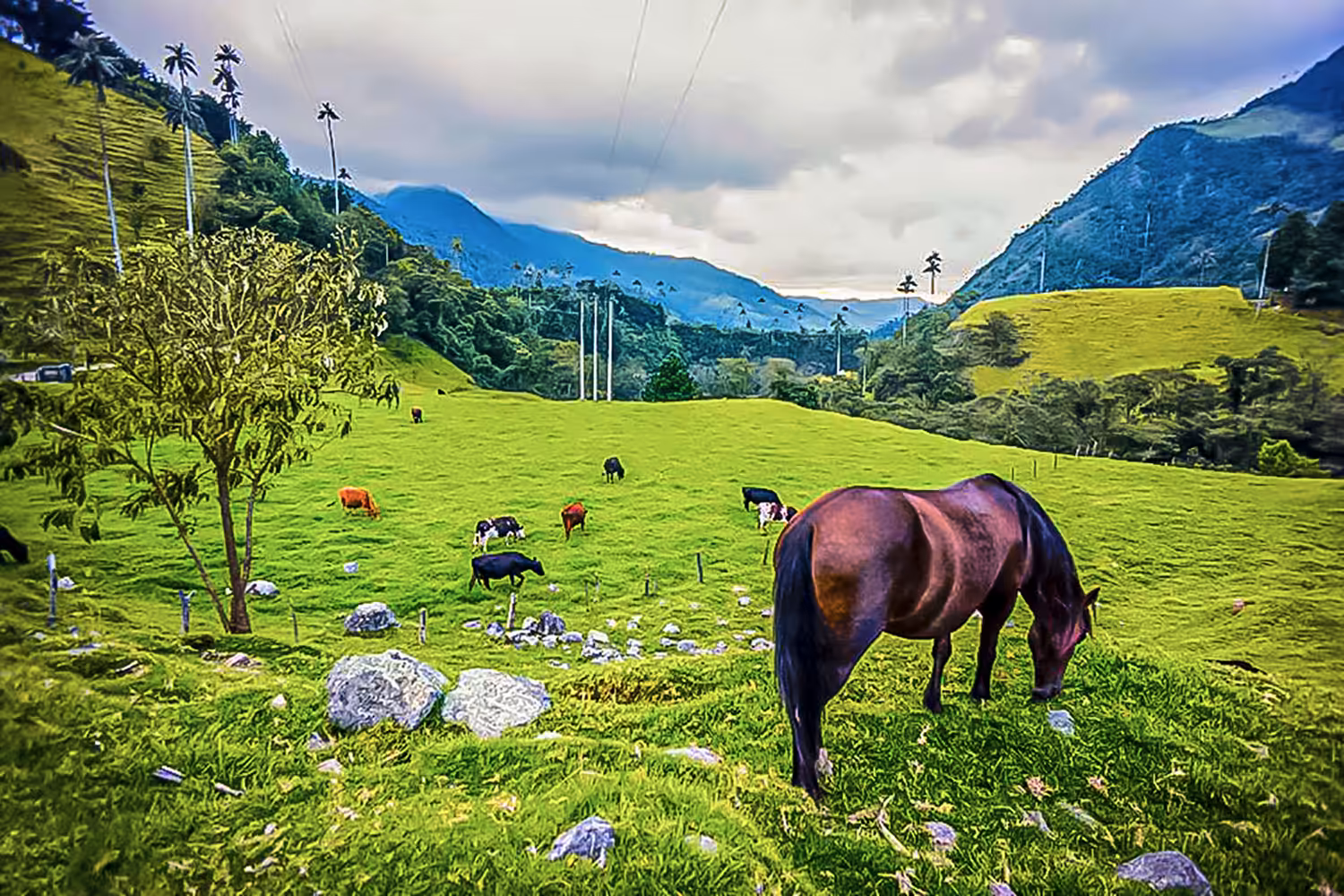 Horse