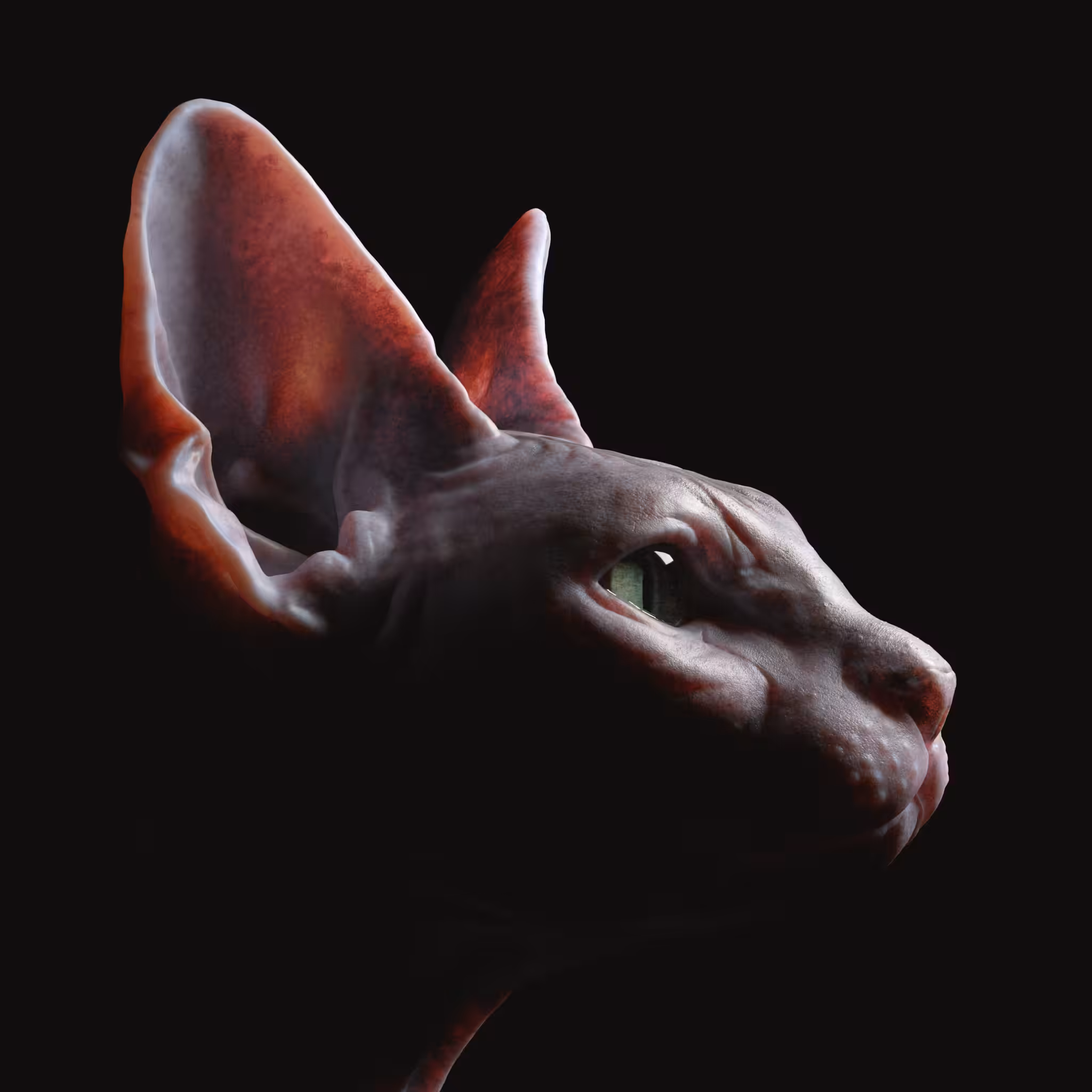 Sphynx Cat