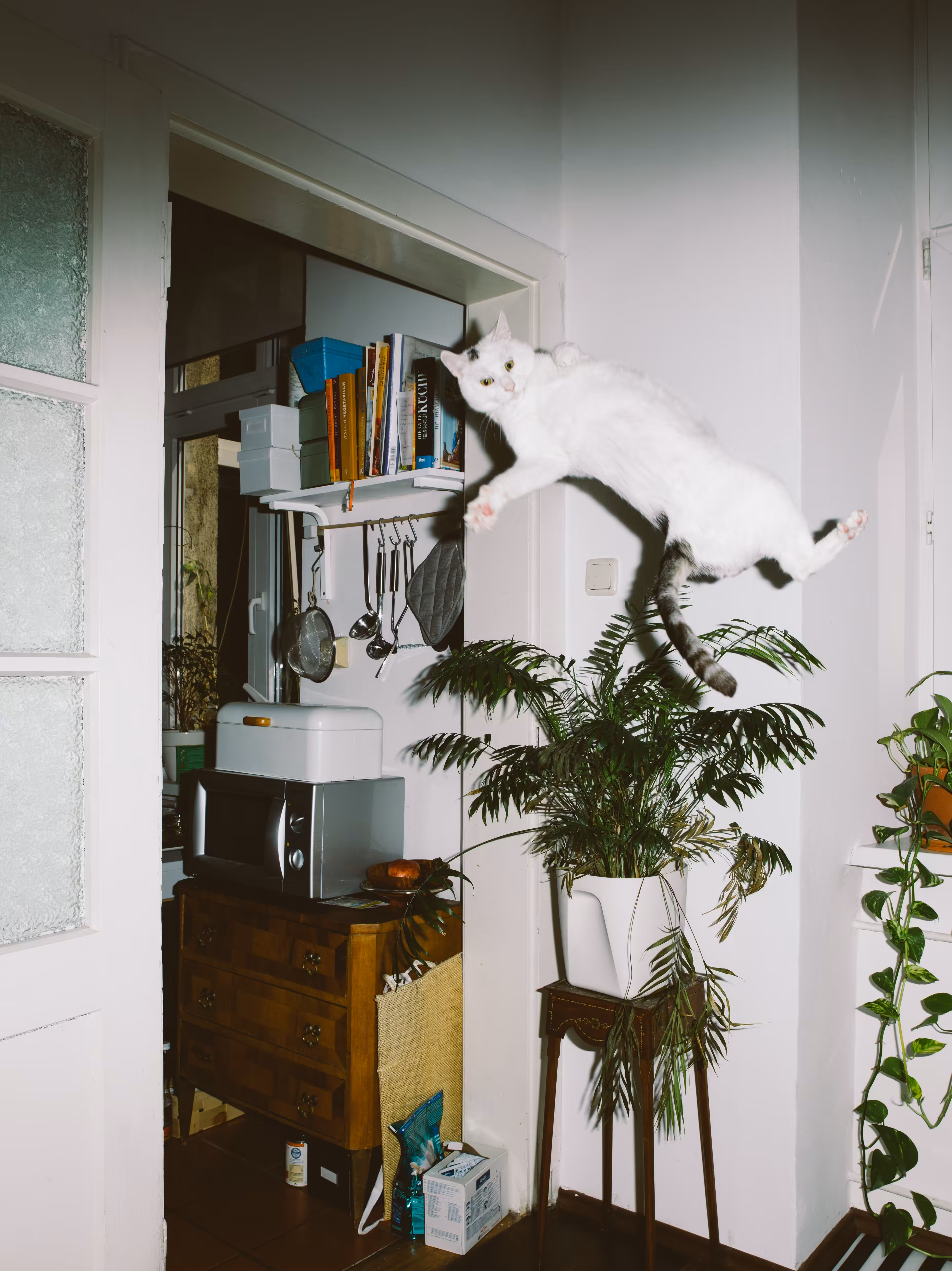 Justus, The Jumping Cat