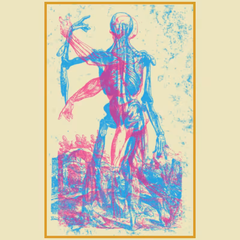 Anatomyk #15