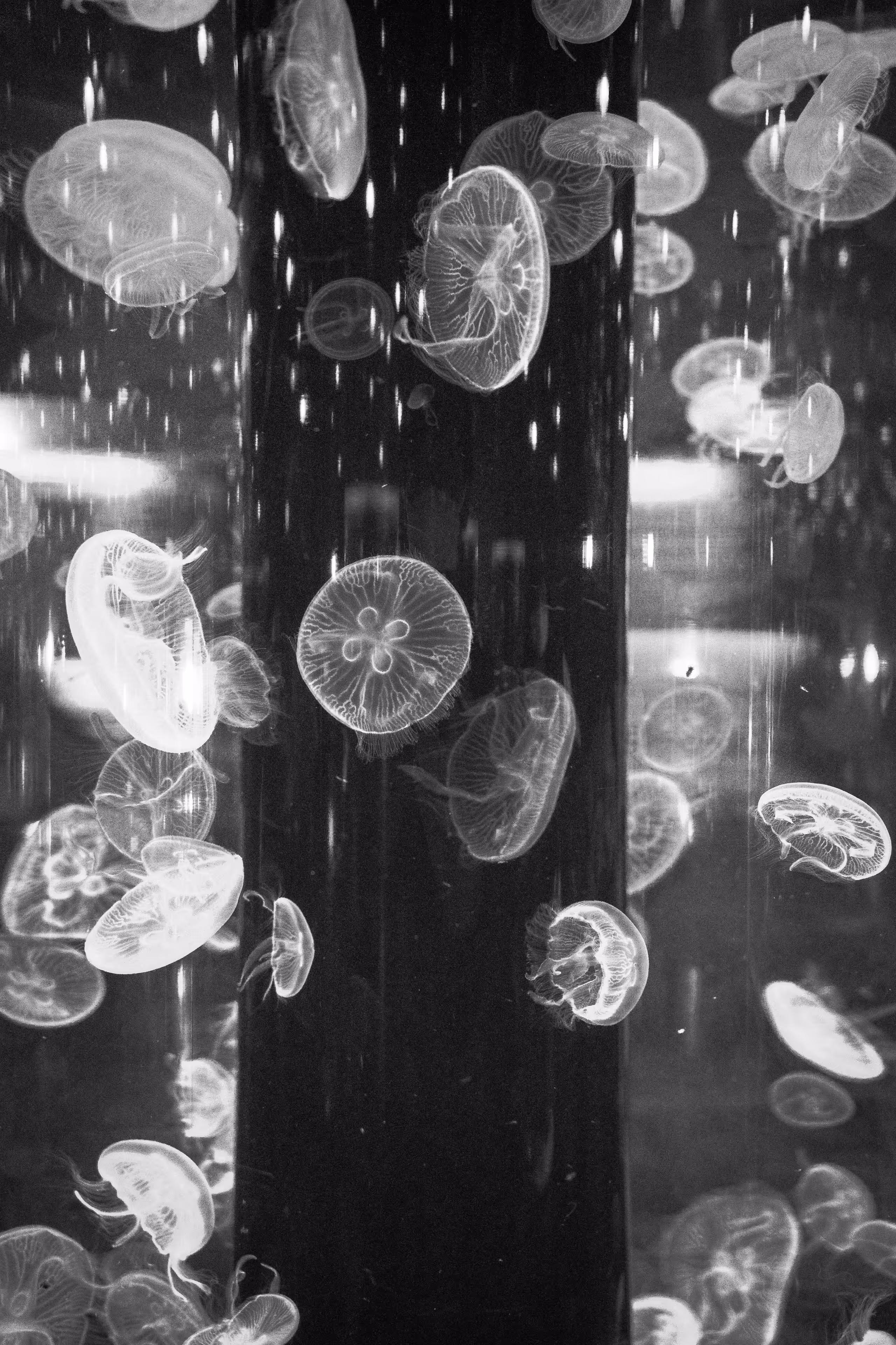 jellyfish
