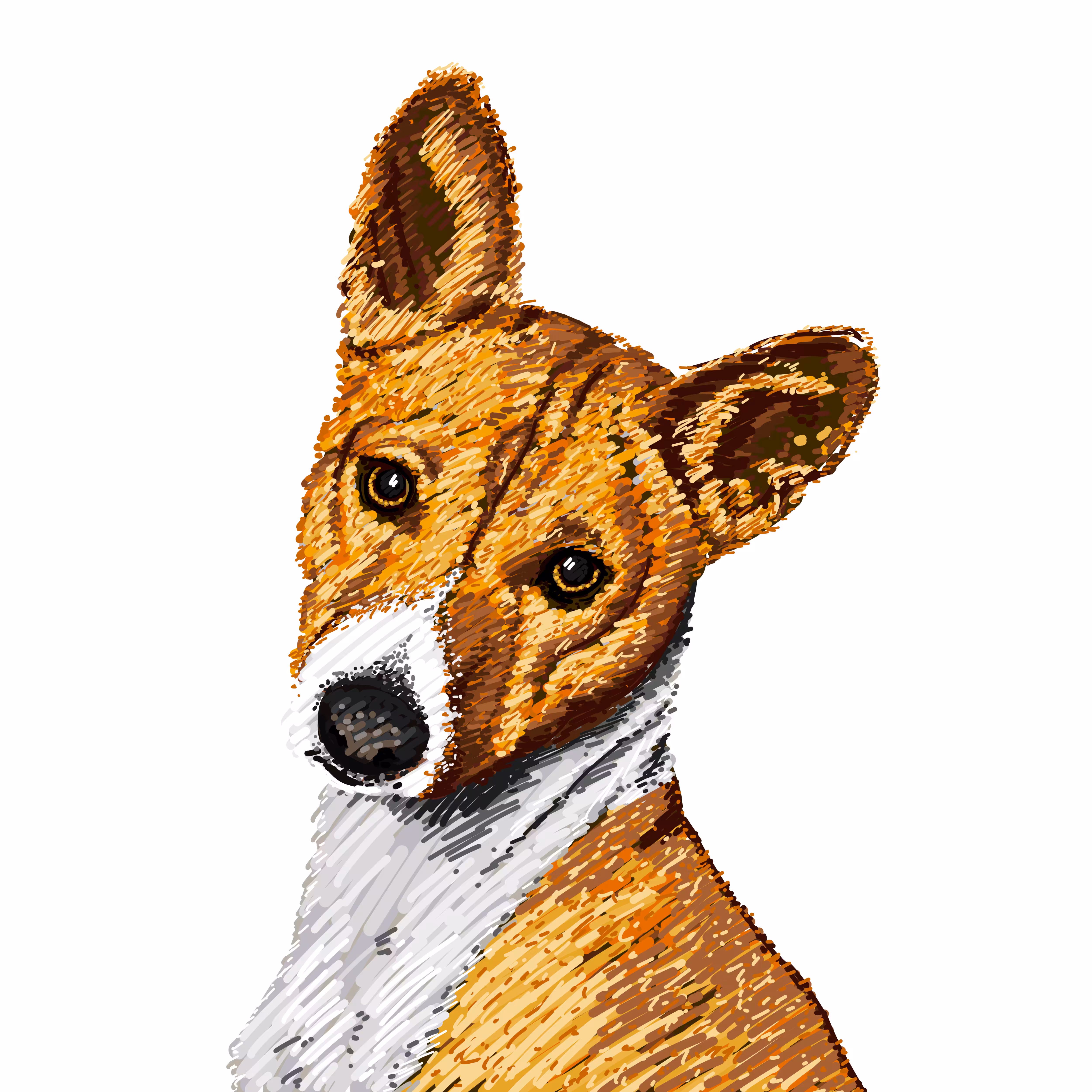 Basenji