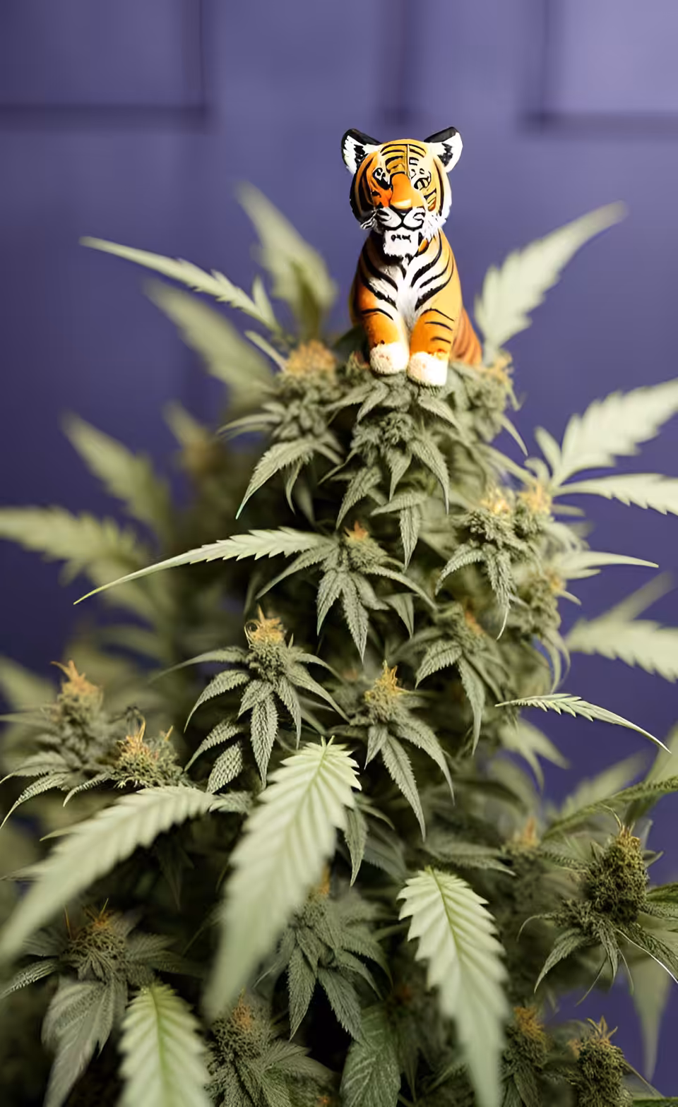 Stoned tiger