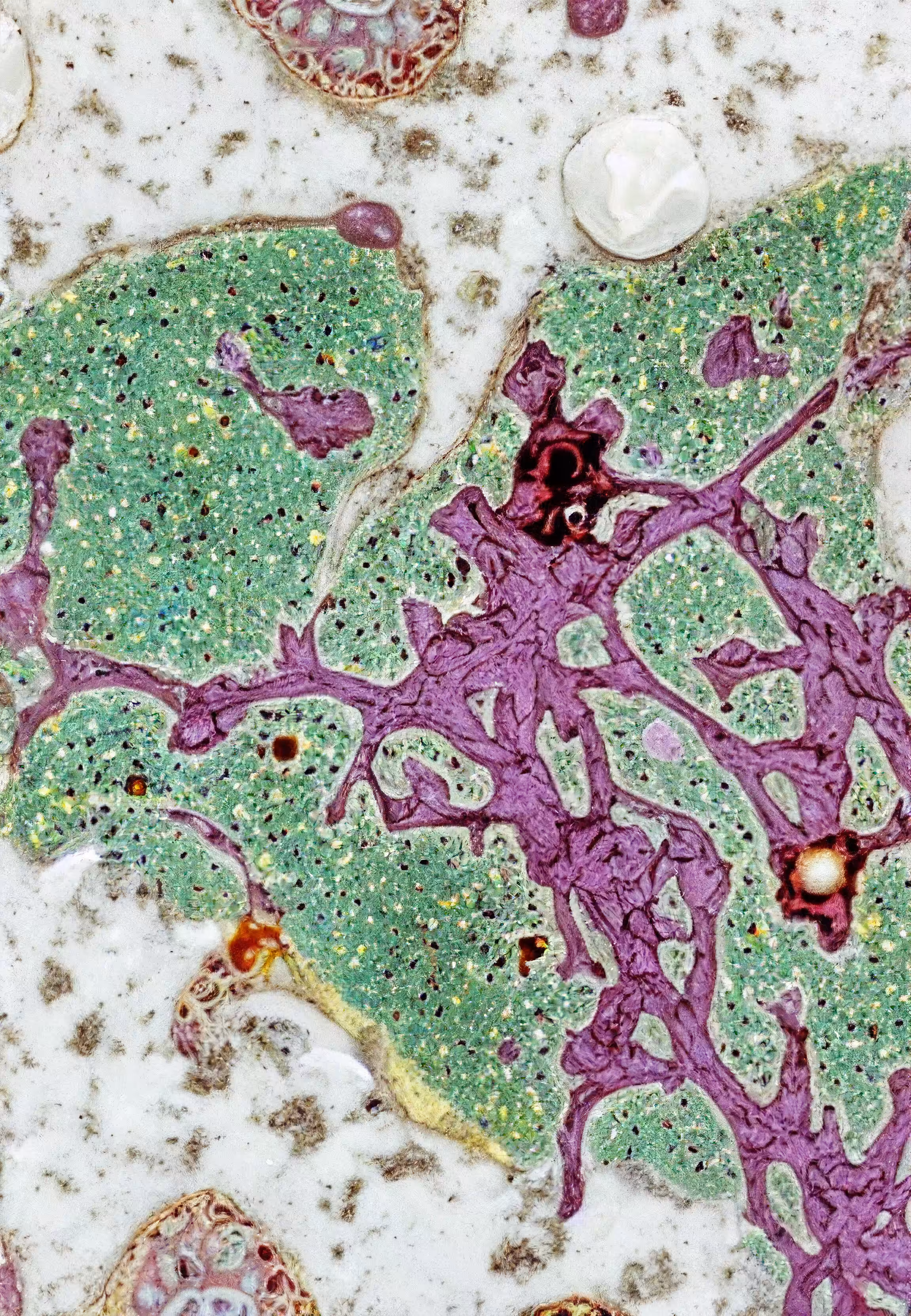Histologia In Silico #221