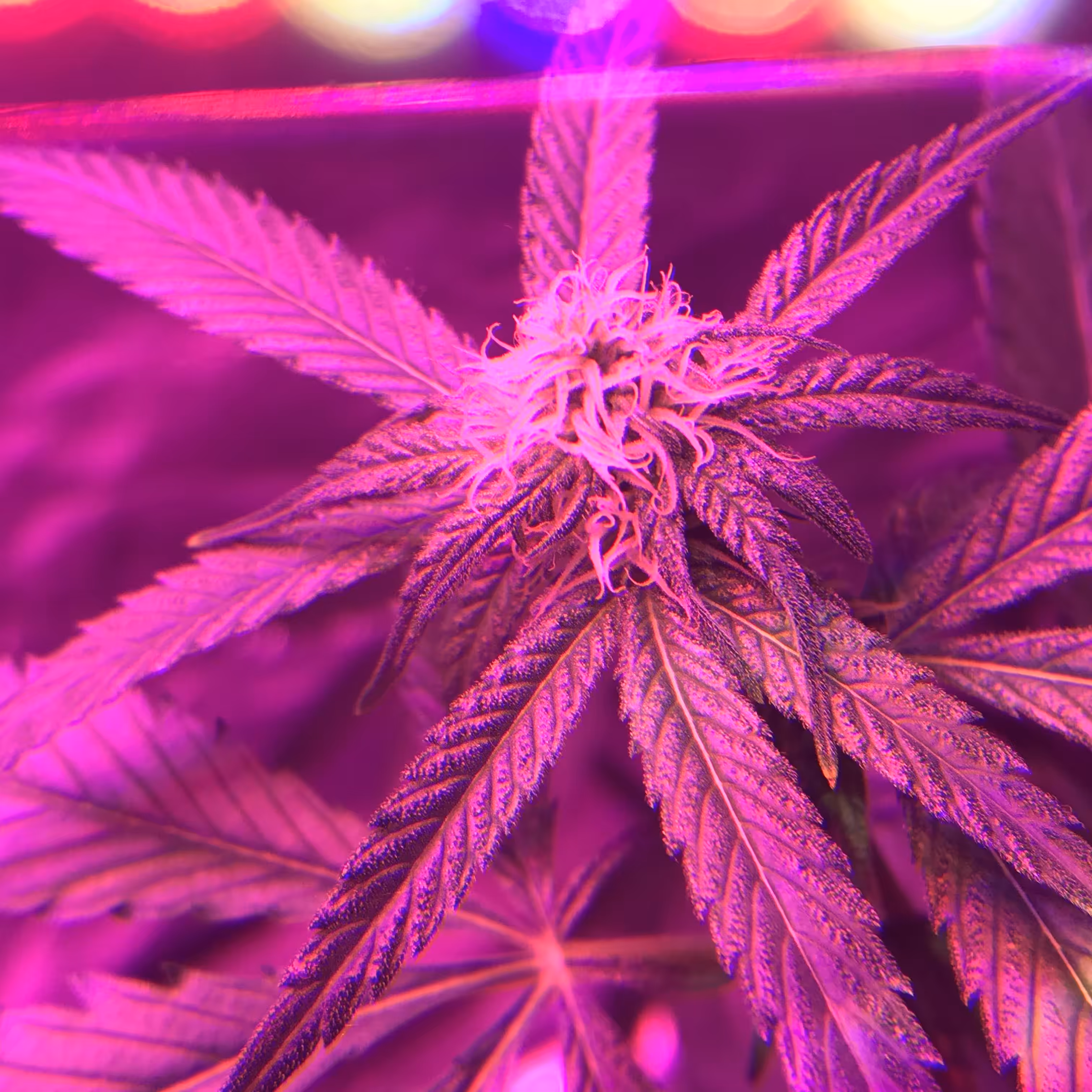 Chromatic Haze