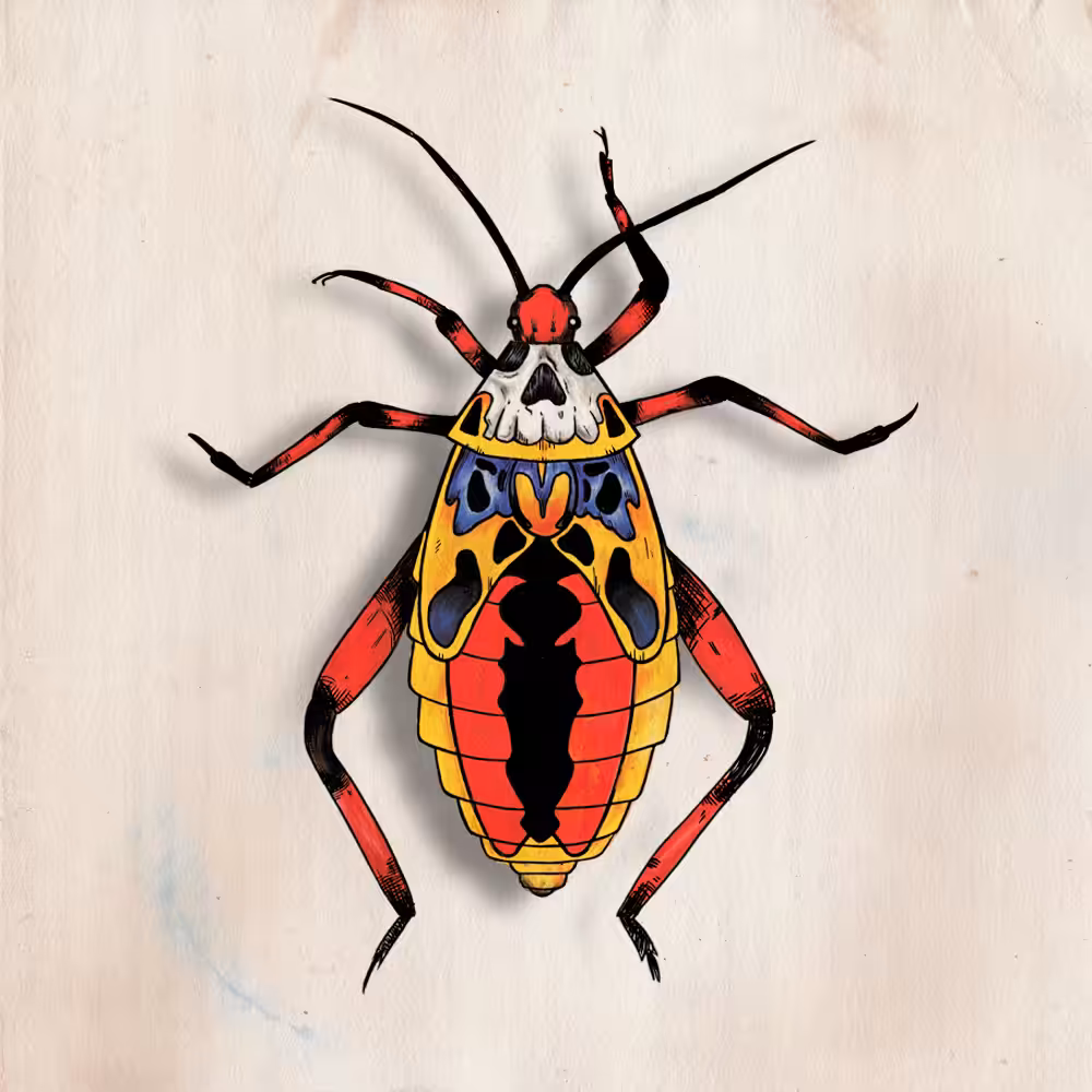 Pachylis Hector | Bug