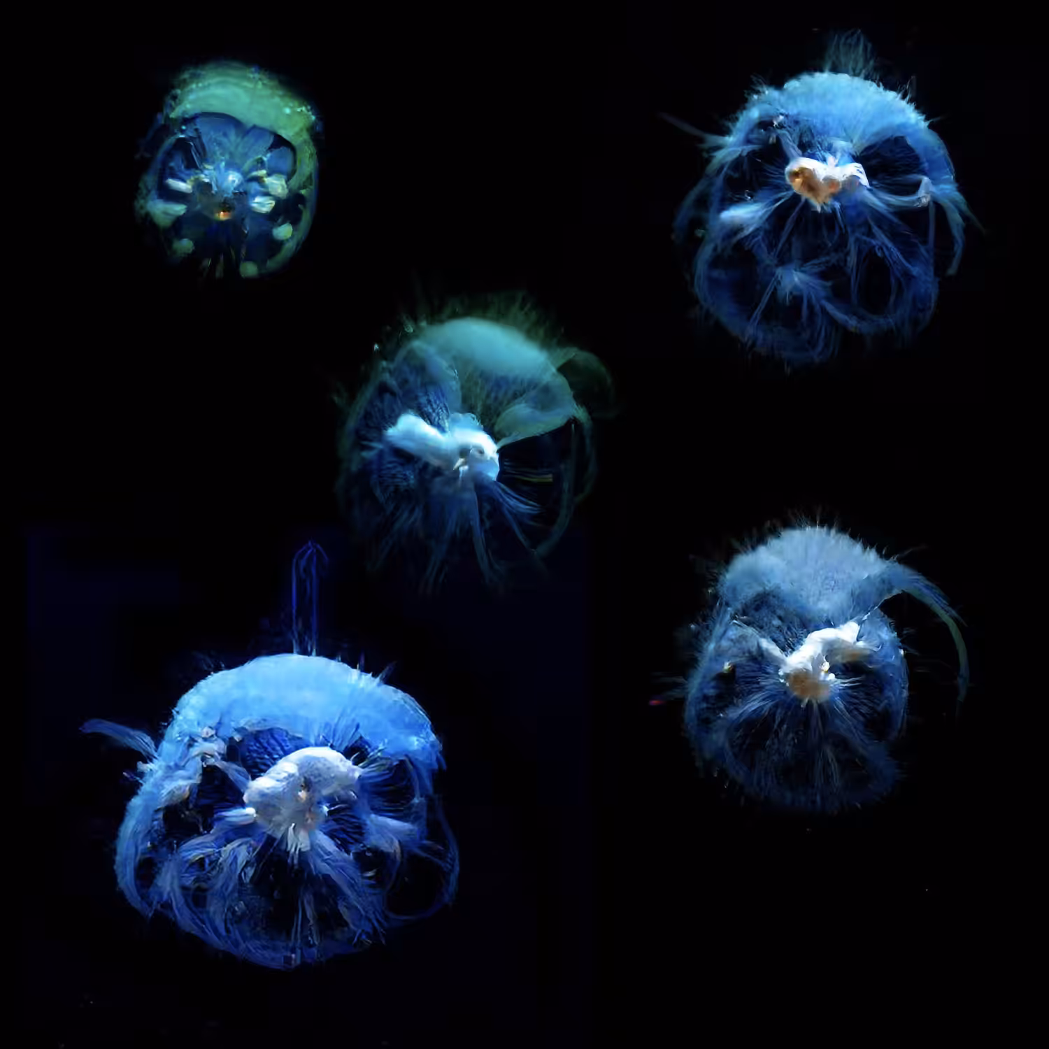 GENÓMICA - Fish Puffs