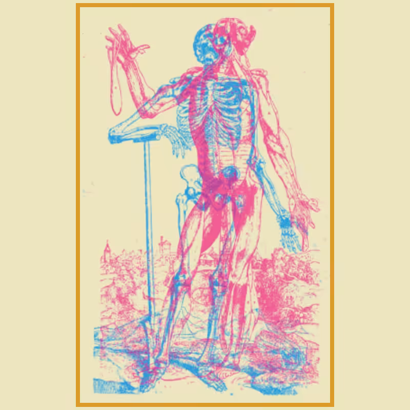 Anatomyk #18