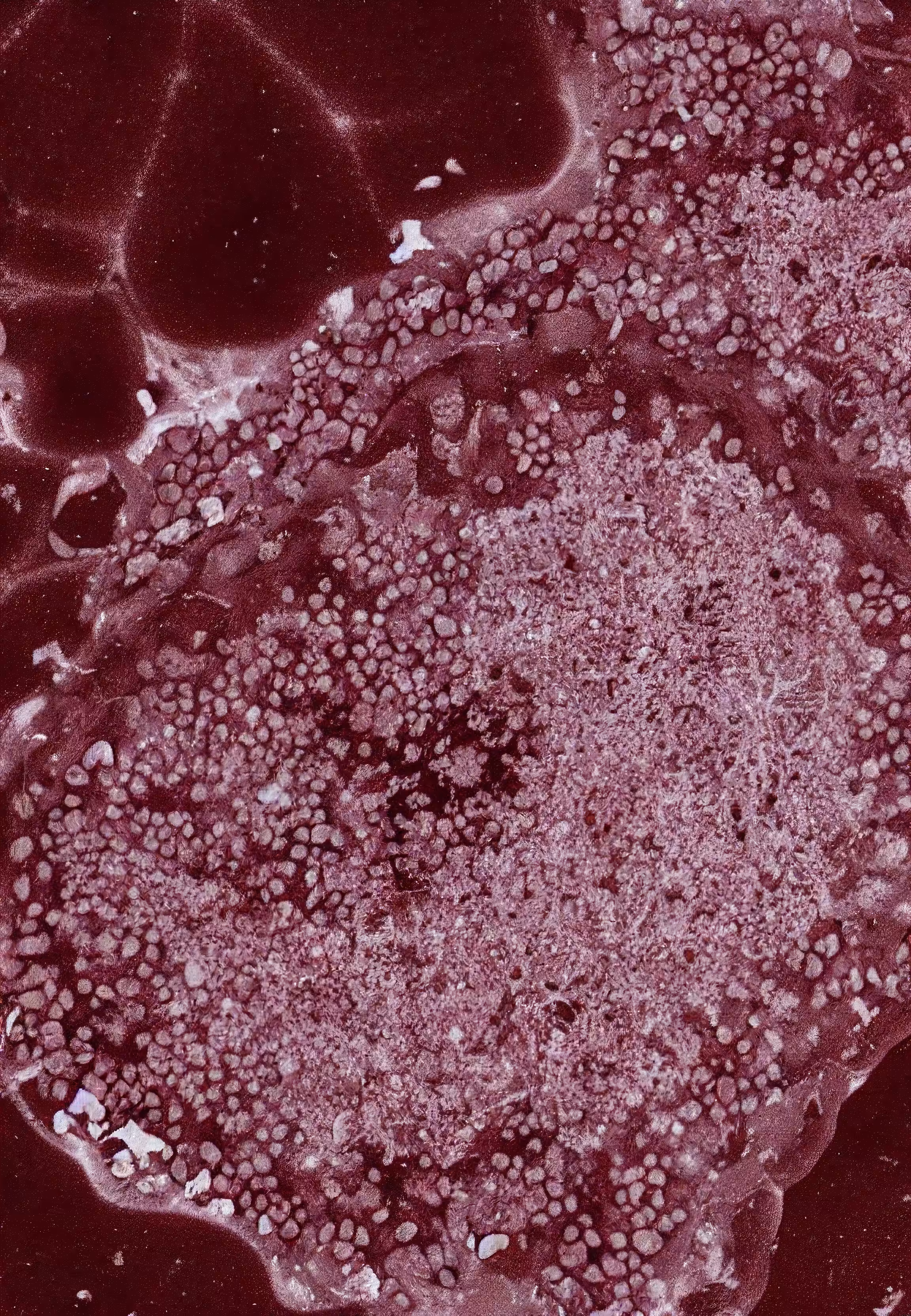 Histologia In Silico #225