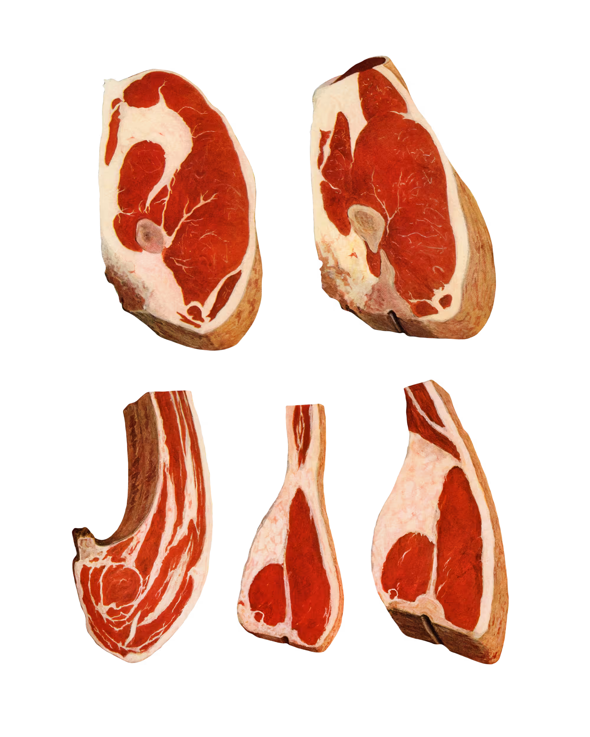SLIMESHOP - Meat Sweats - #2469
