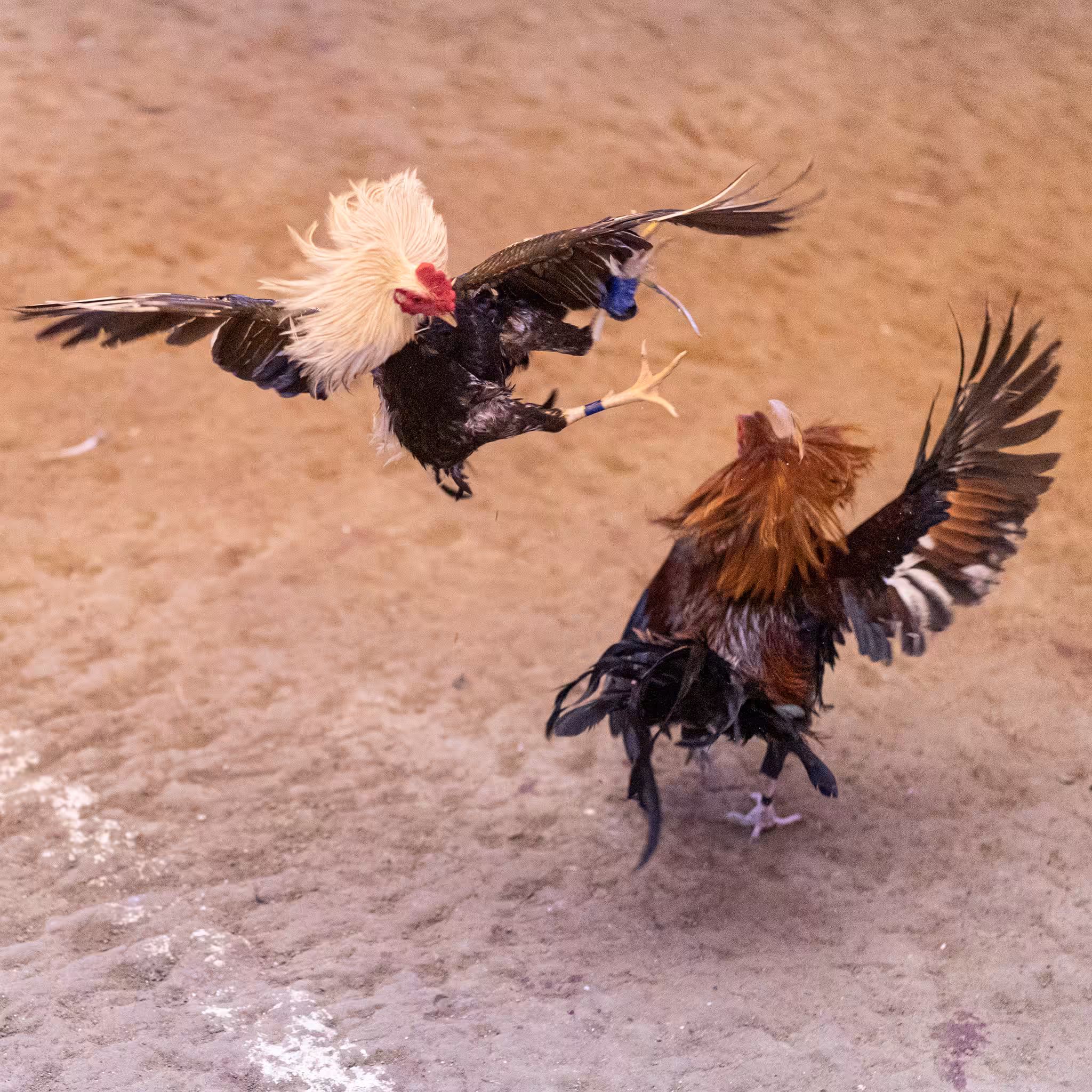 Cockfights in Philippines