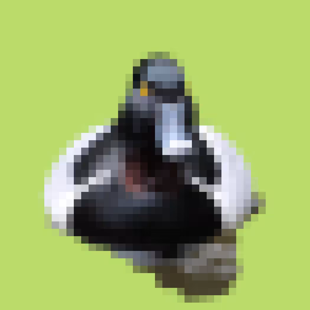 PixlBird #011