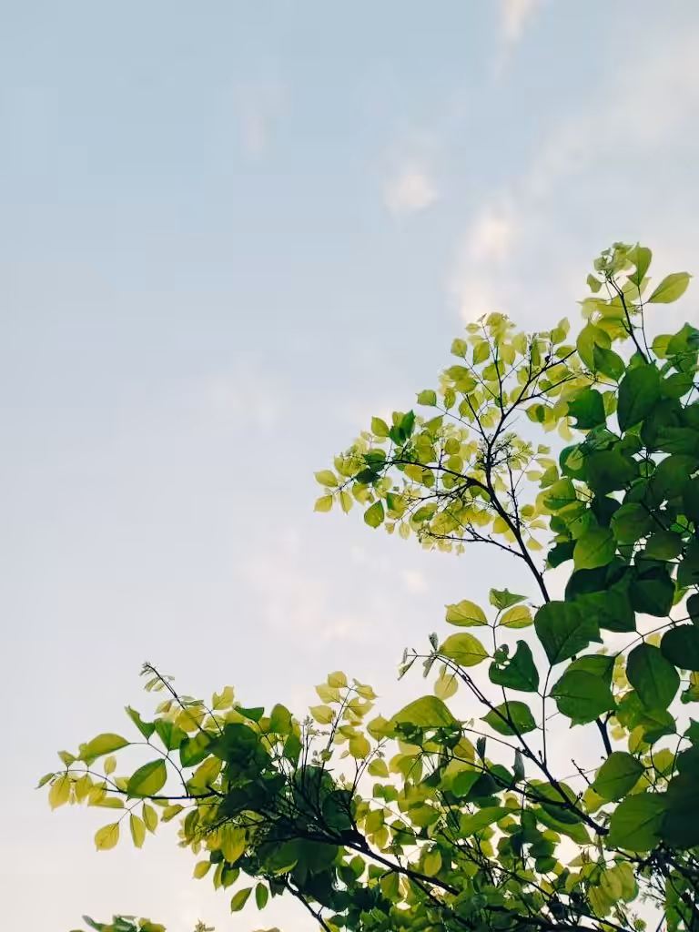 Beautiful Branches & Morning Sky