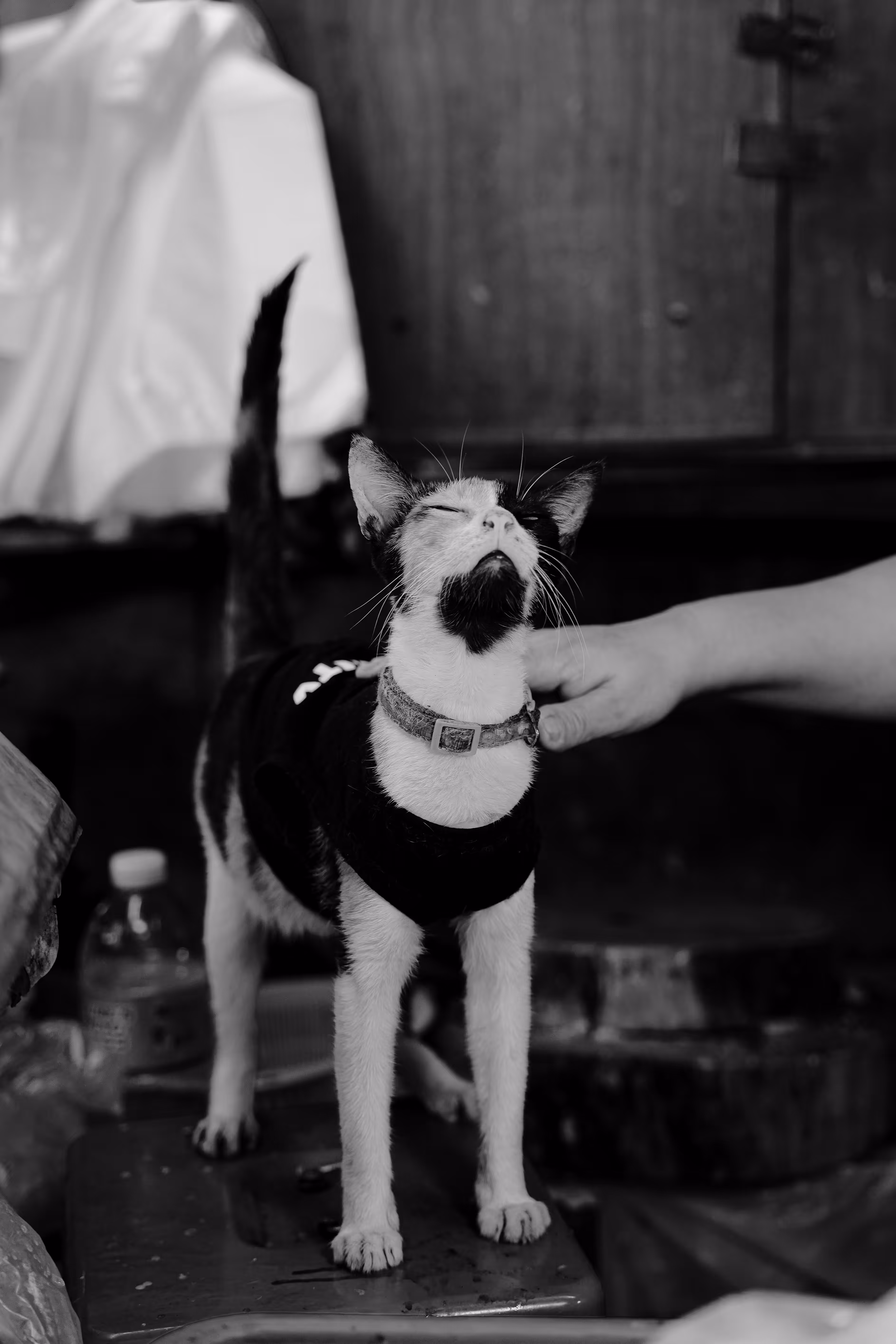 Munting Hiyaw ng Palengke / A Little Cry of the Market