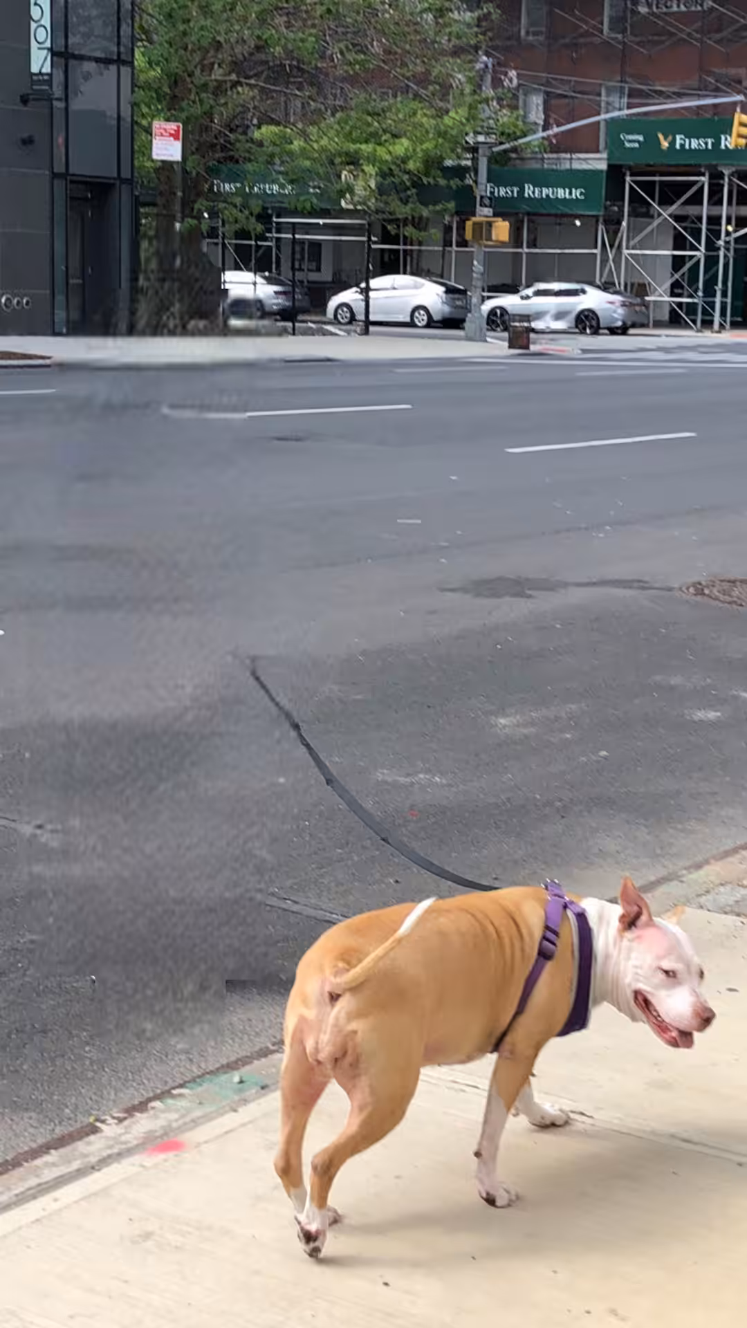 Post human dog: Einstein