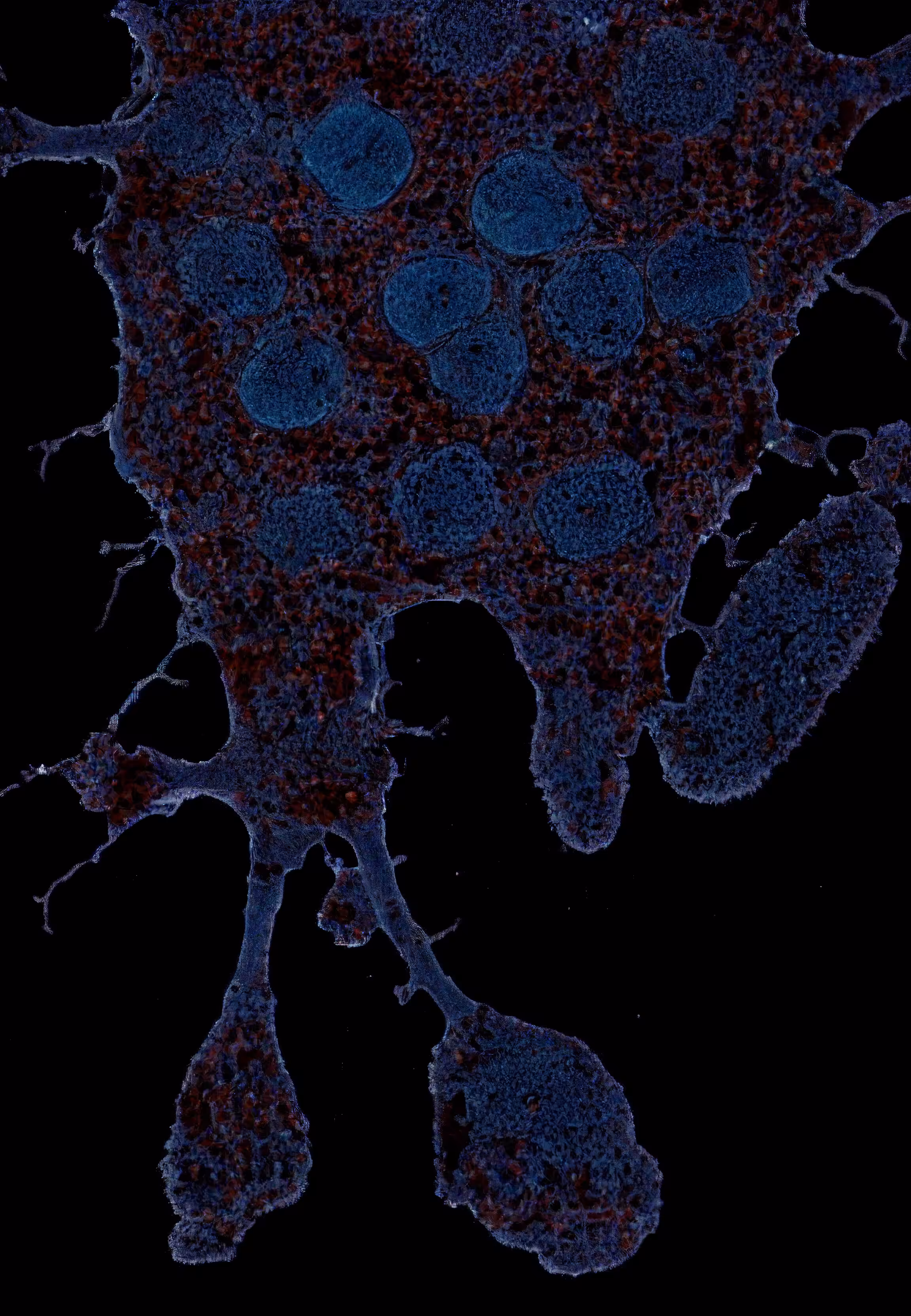 Histologia In Silico #19