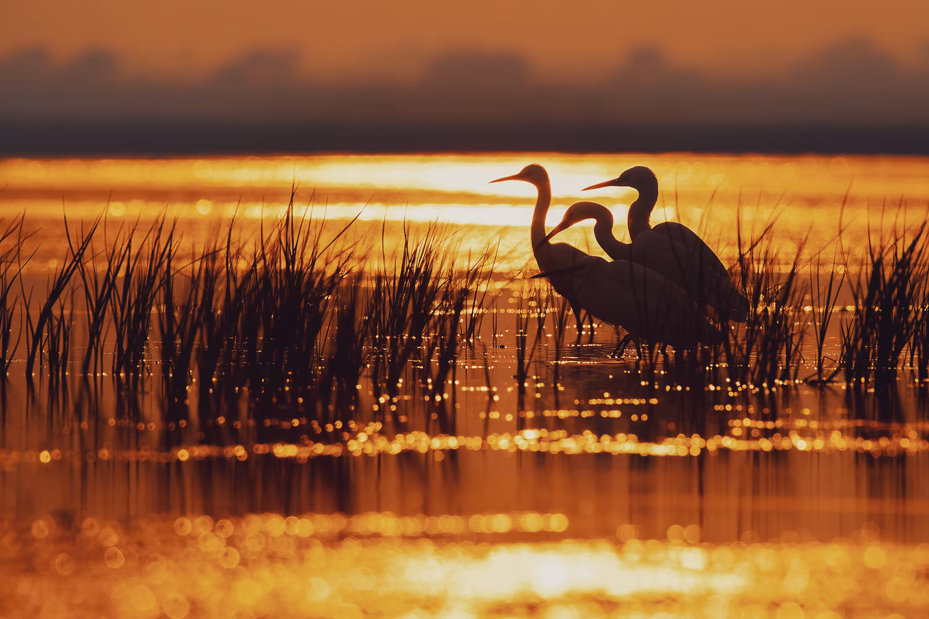 Sunset Egret